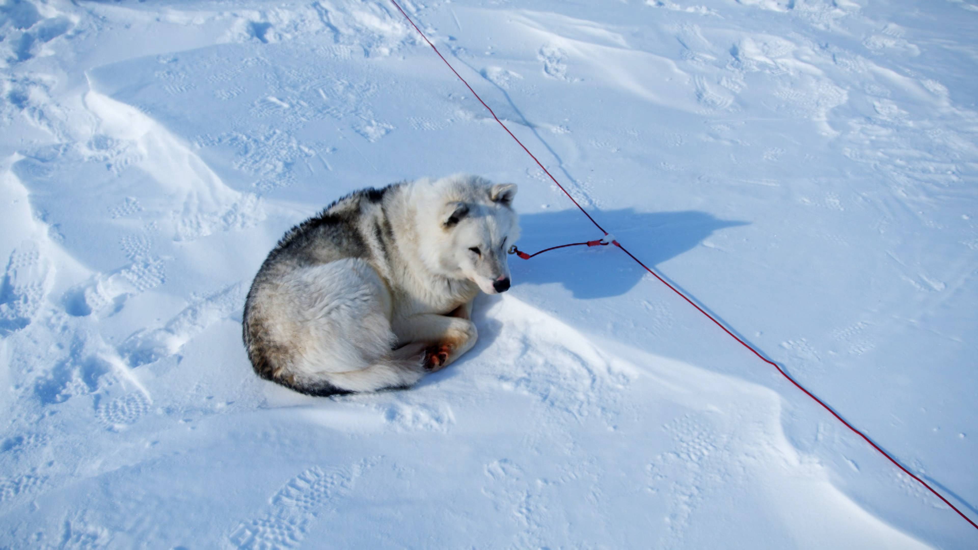 كلاب بقيمة مليار دولار