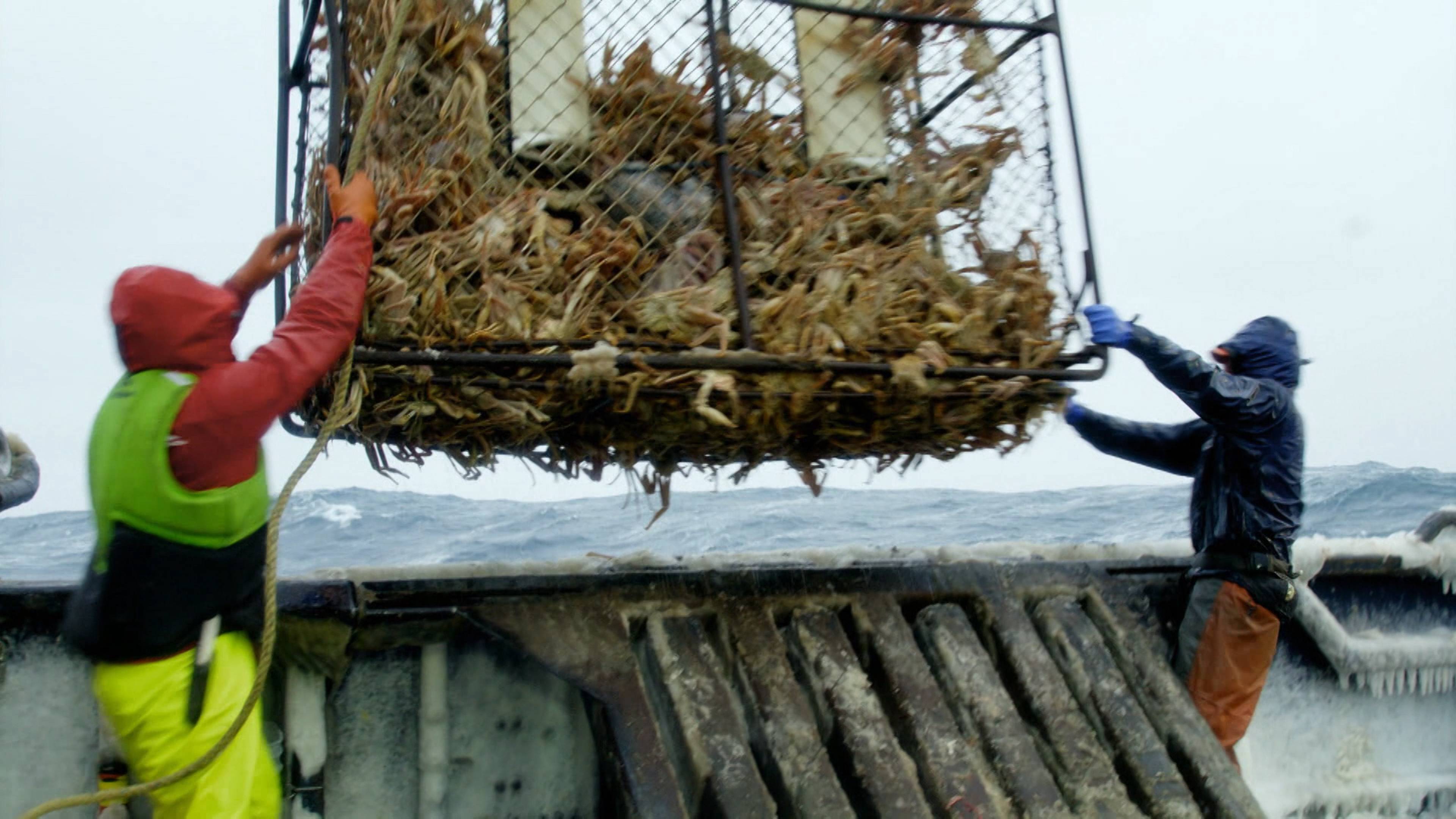 وحش بطول ستين قدم