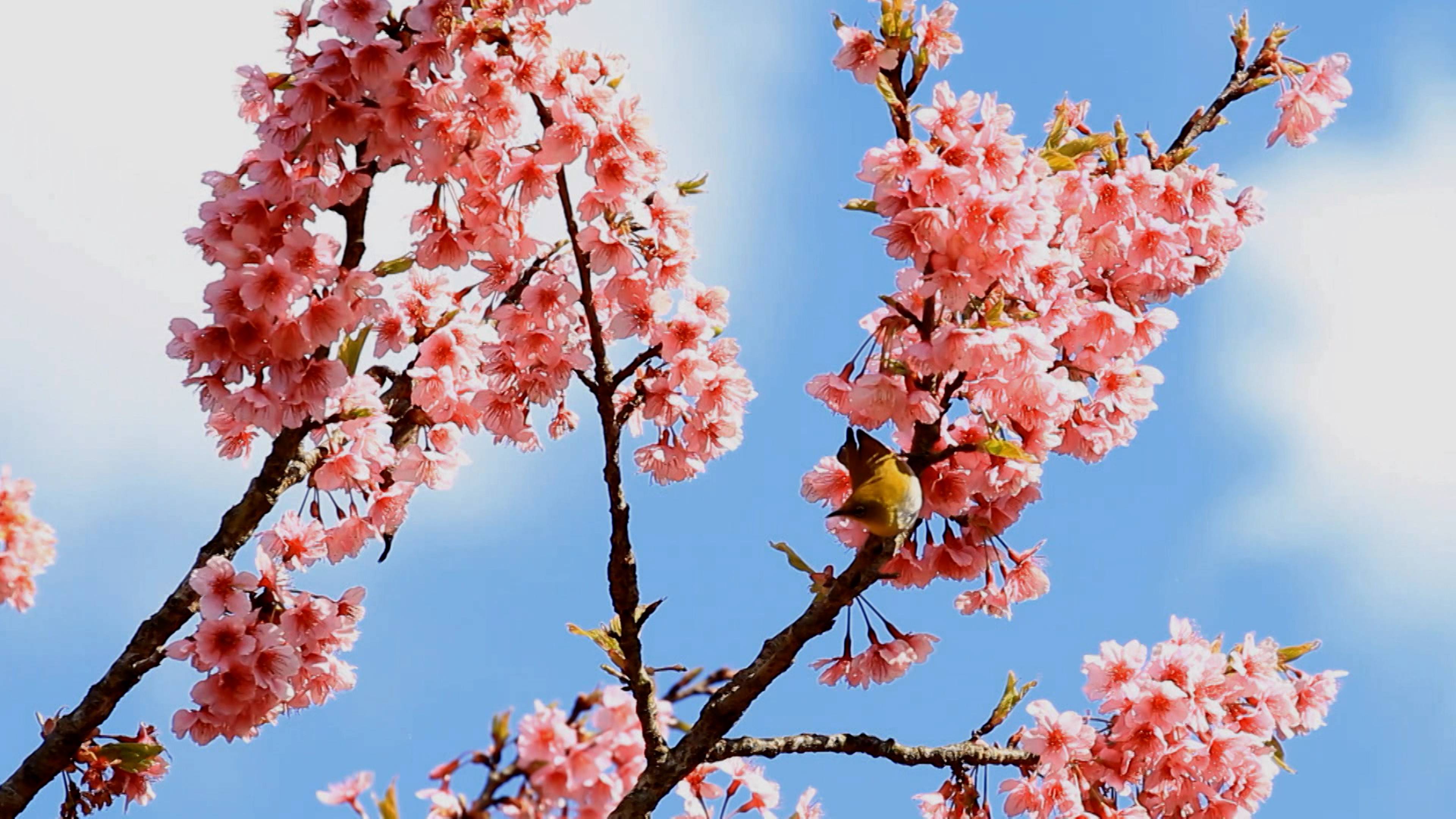 البحث عن حياة الكائنات الفضائية