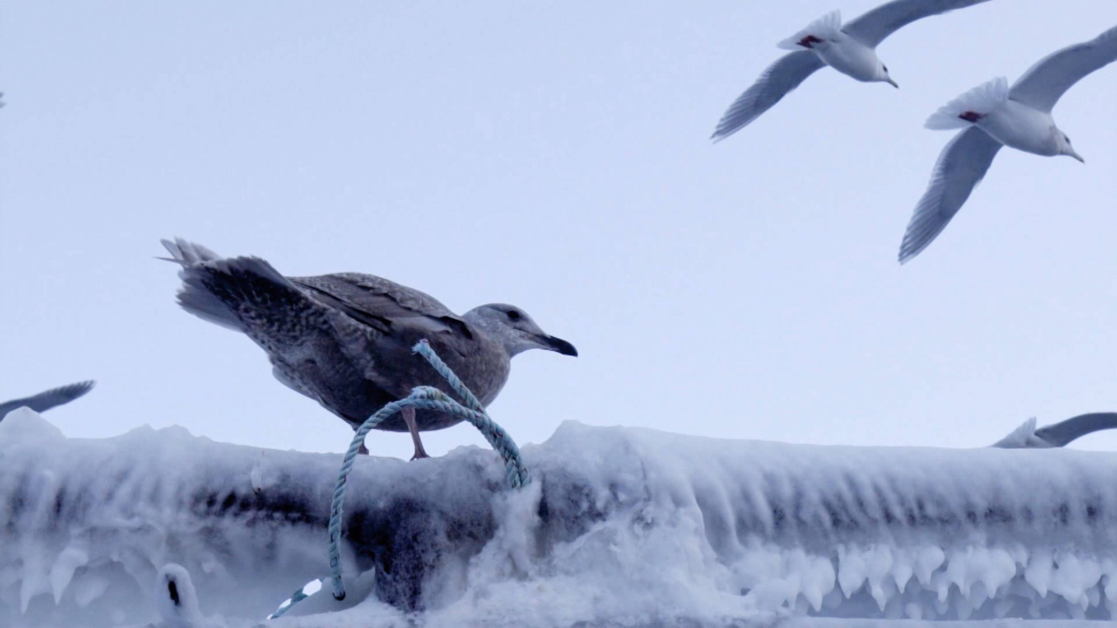 نداء استغاثة: سكانيز روز