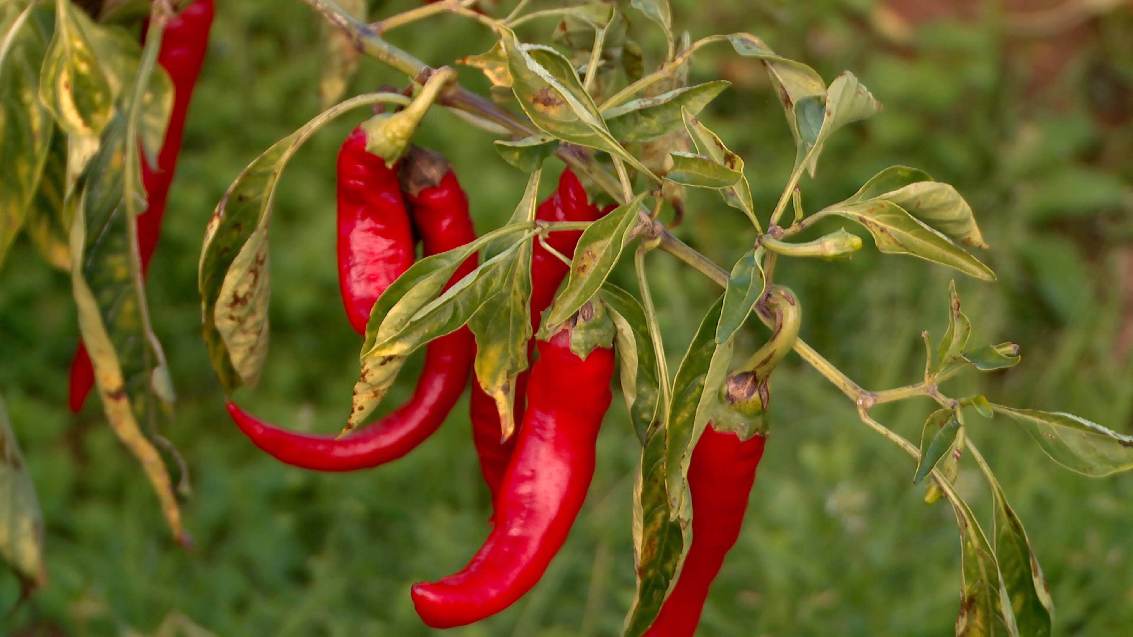 سيارات بافوري، صافرات رياضية