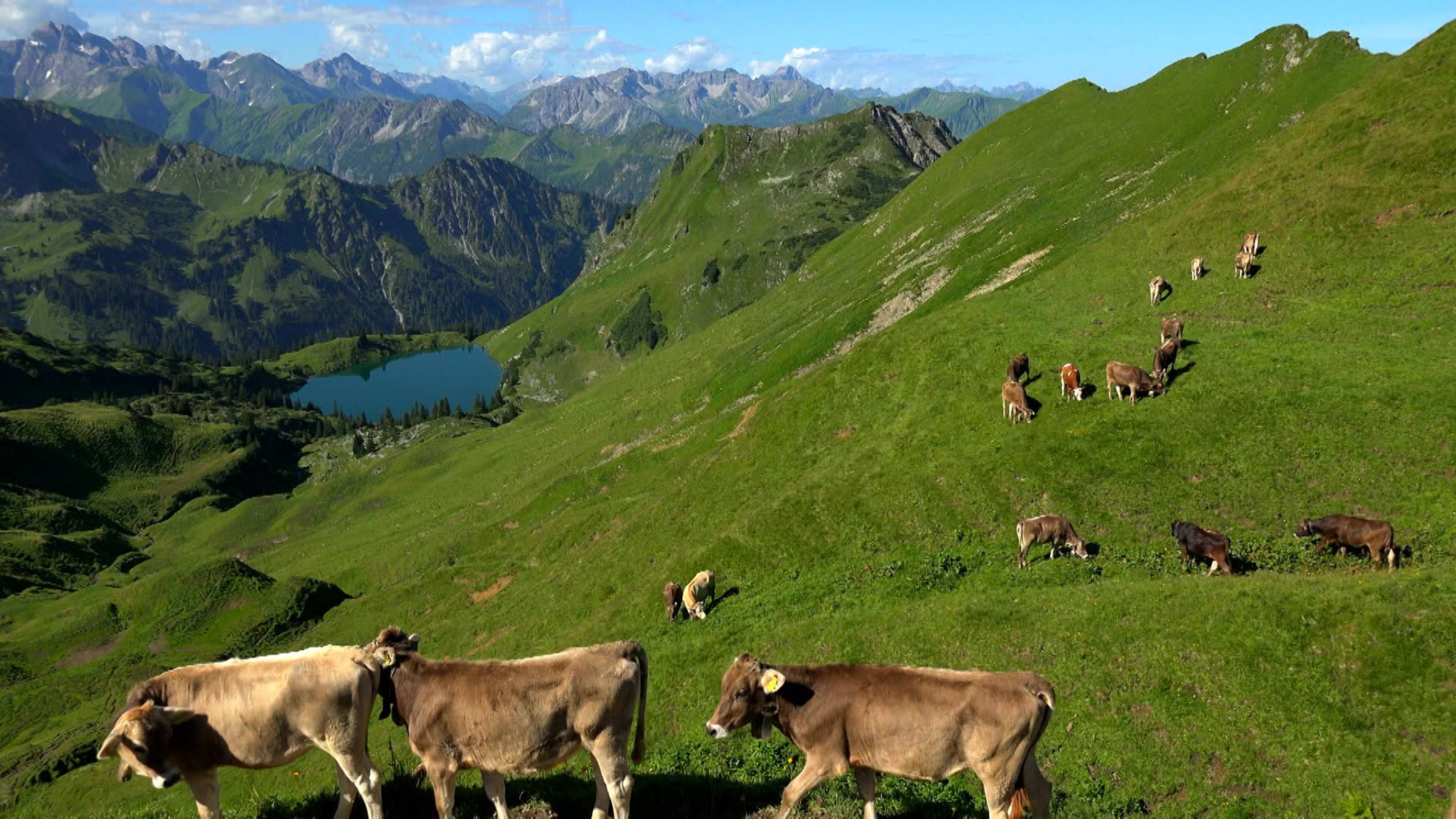 الجرارات وأجراس البقر