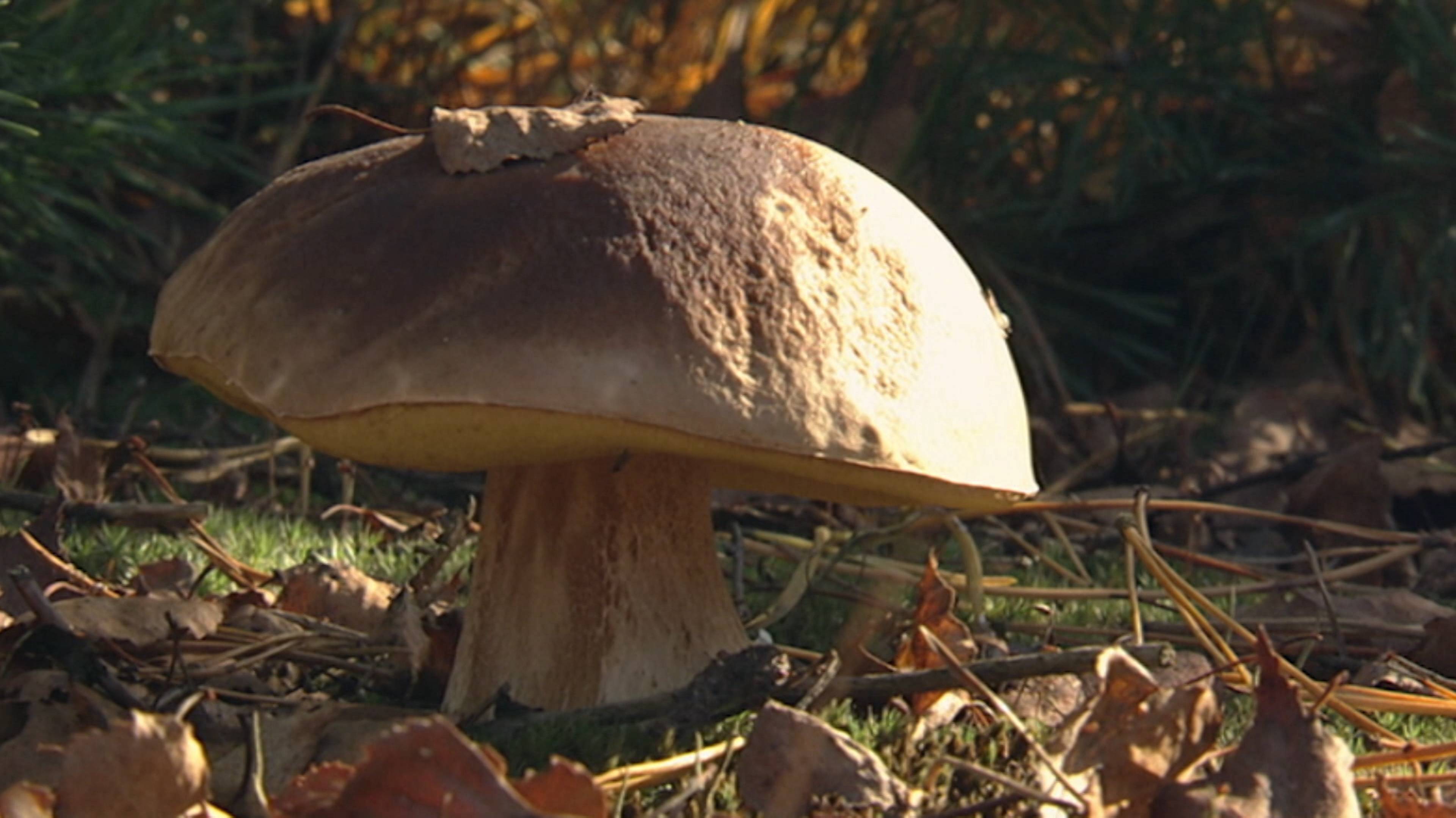 الفطر والخرائط