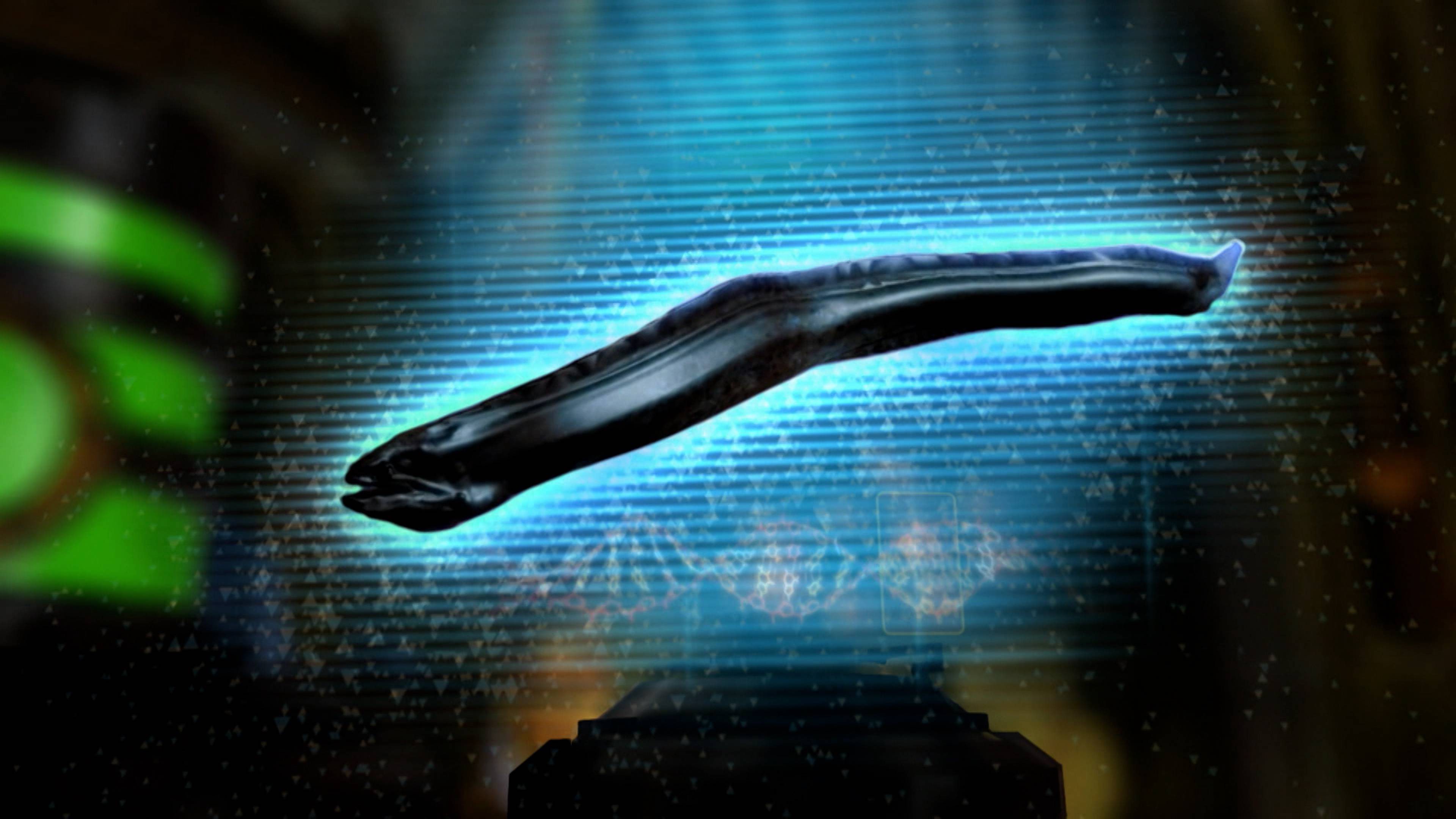 ثعابين البحر