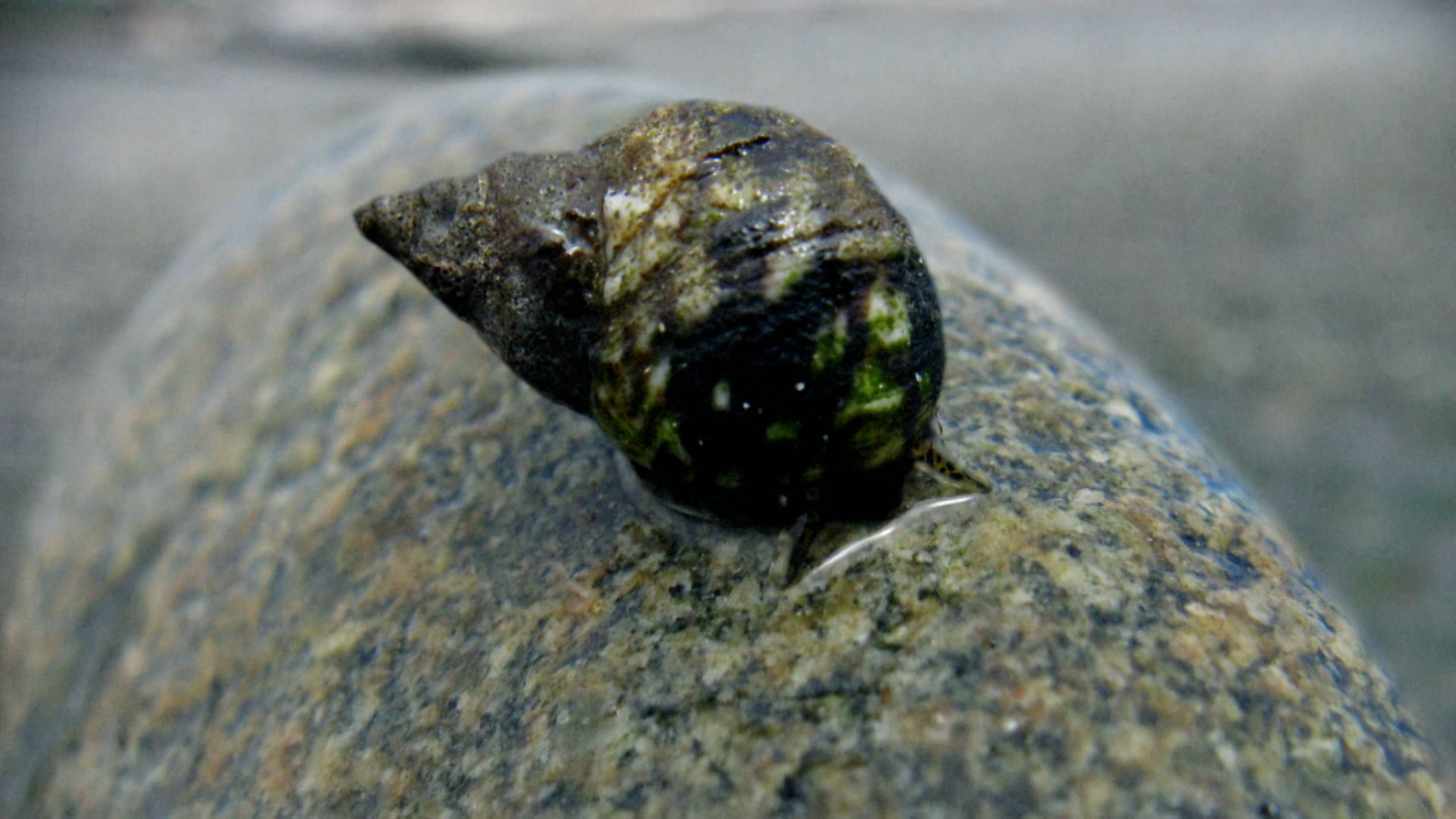 Theres Something Living In My Knee