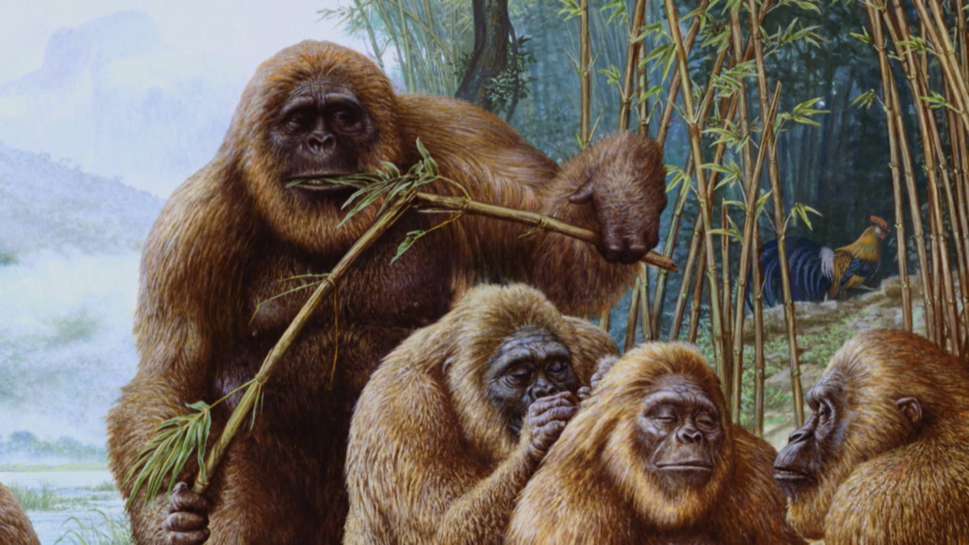 القرود الخطيرة