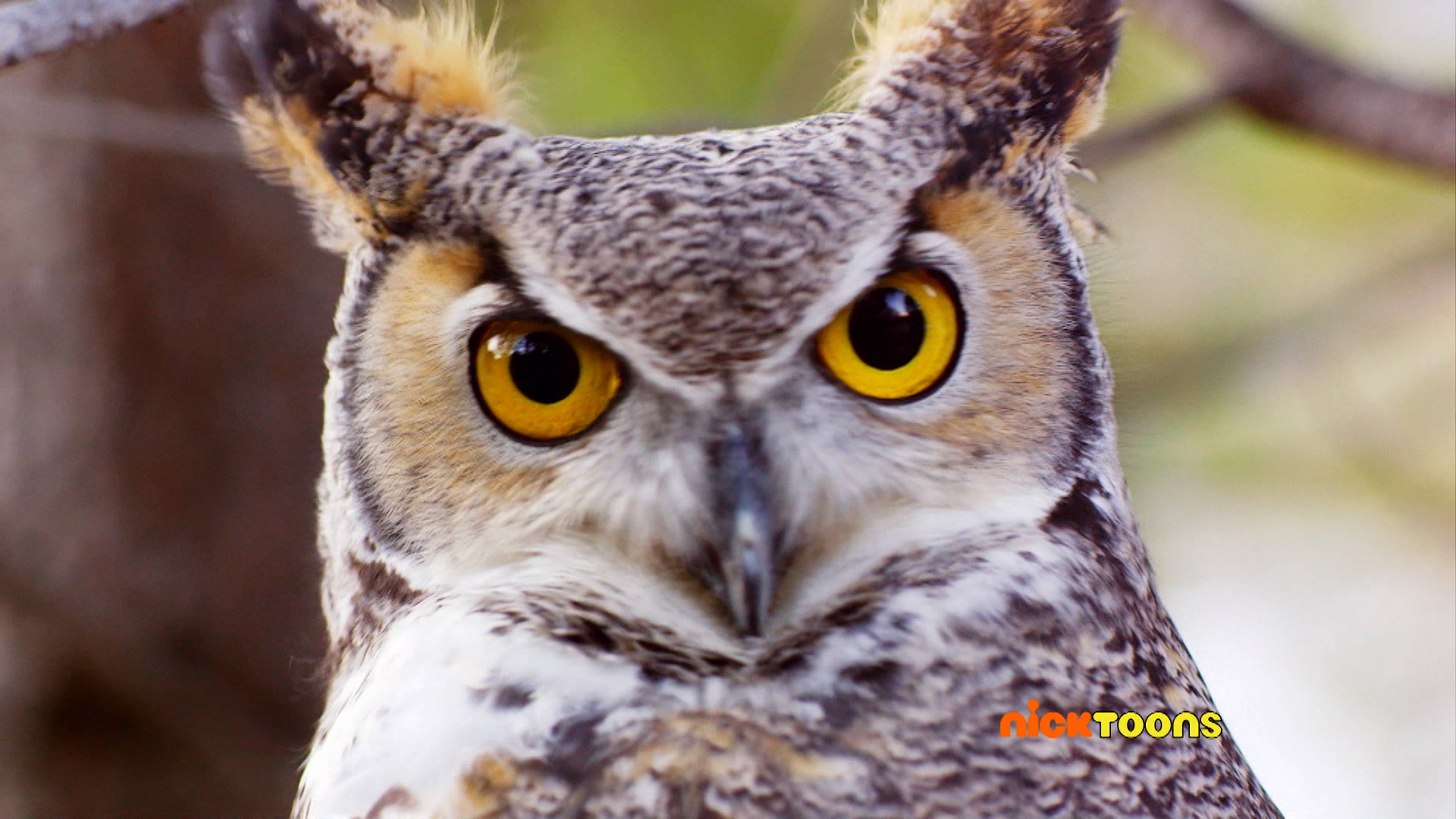 Best Pets/Jungle Gym