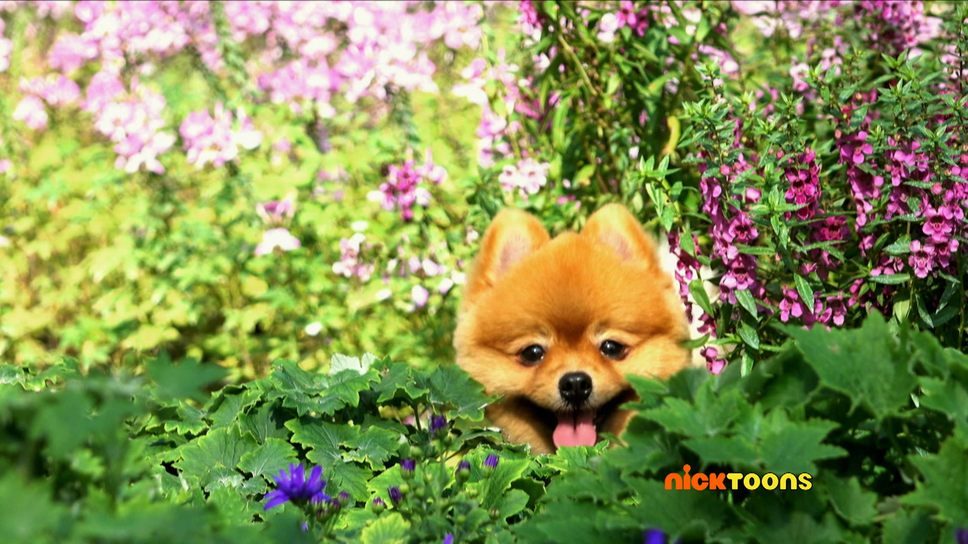 Baby Animal Nap Time/Desert Days