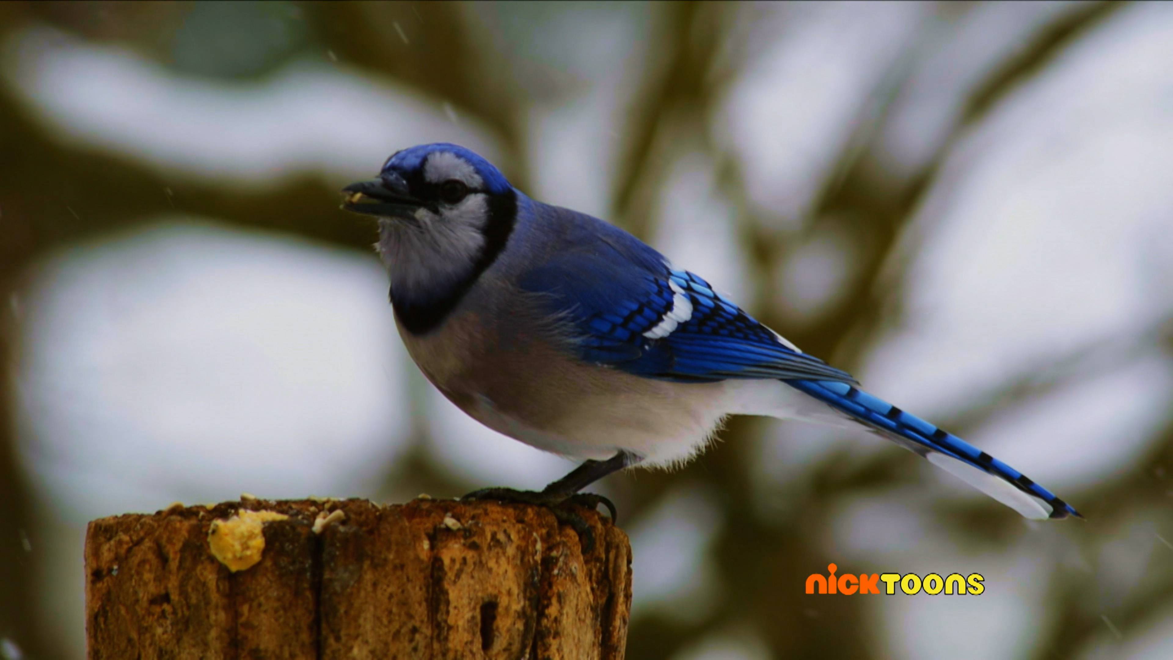 Fancy Animal Photoshoot/Strongest Animals