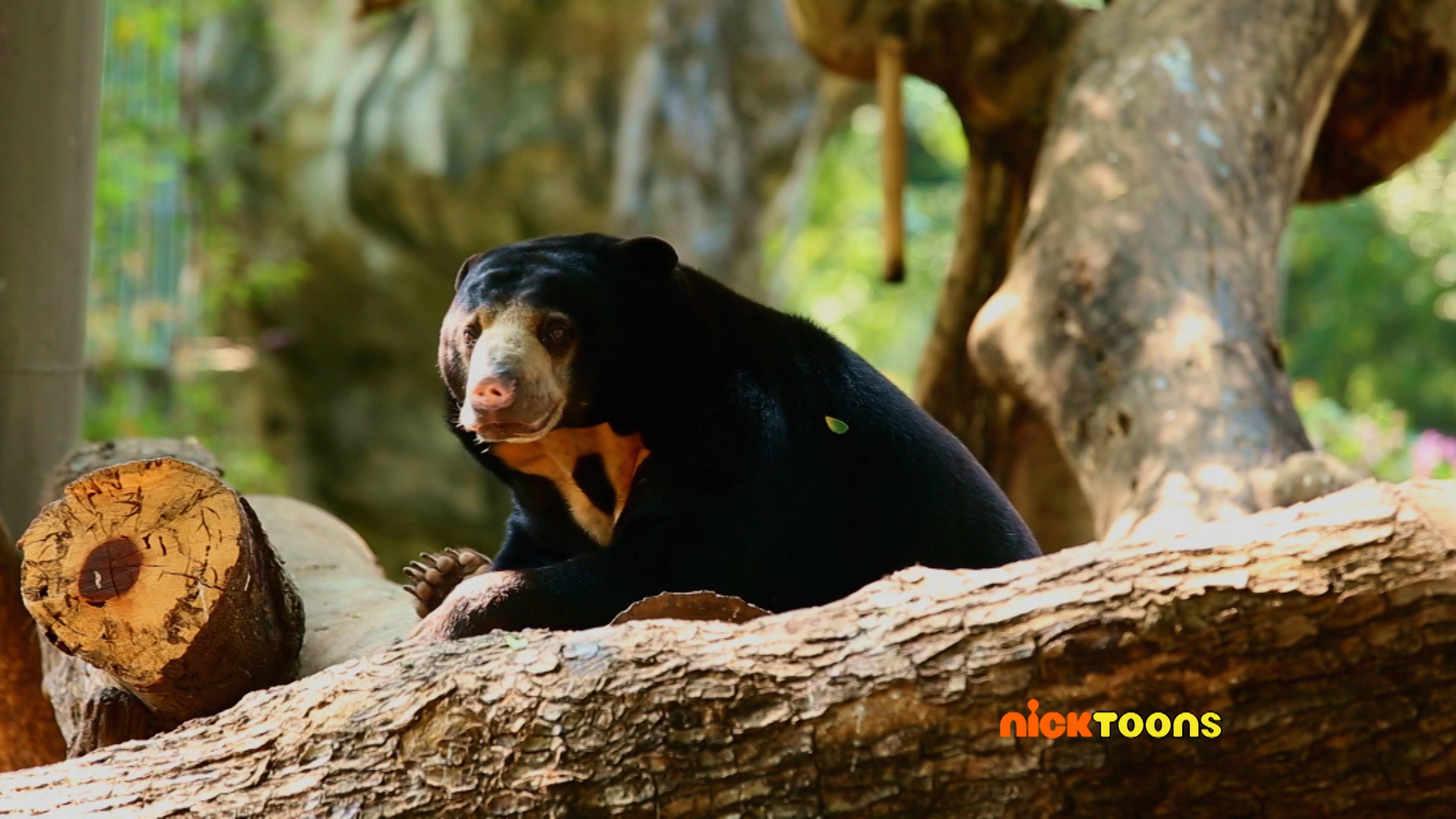 Show and Tell/Festival of Fluff