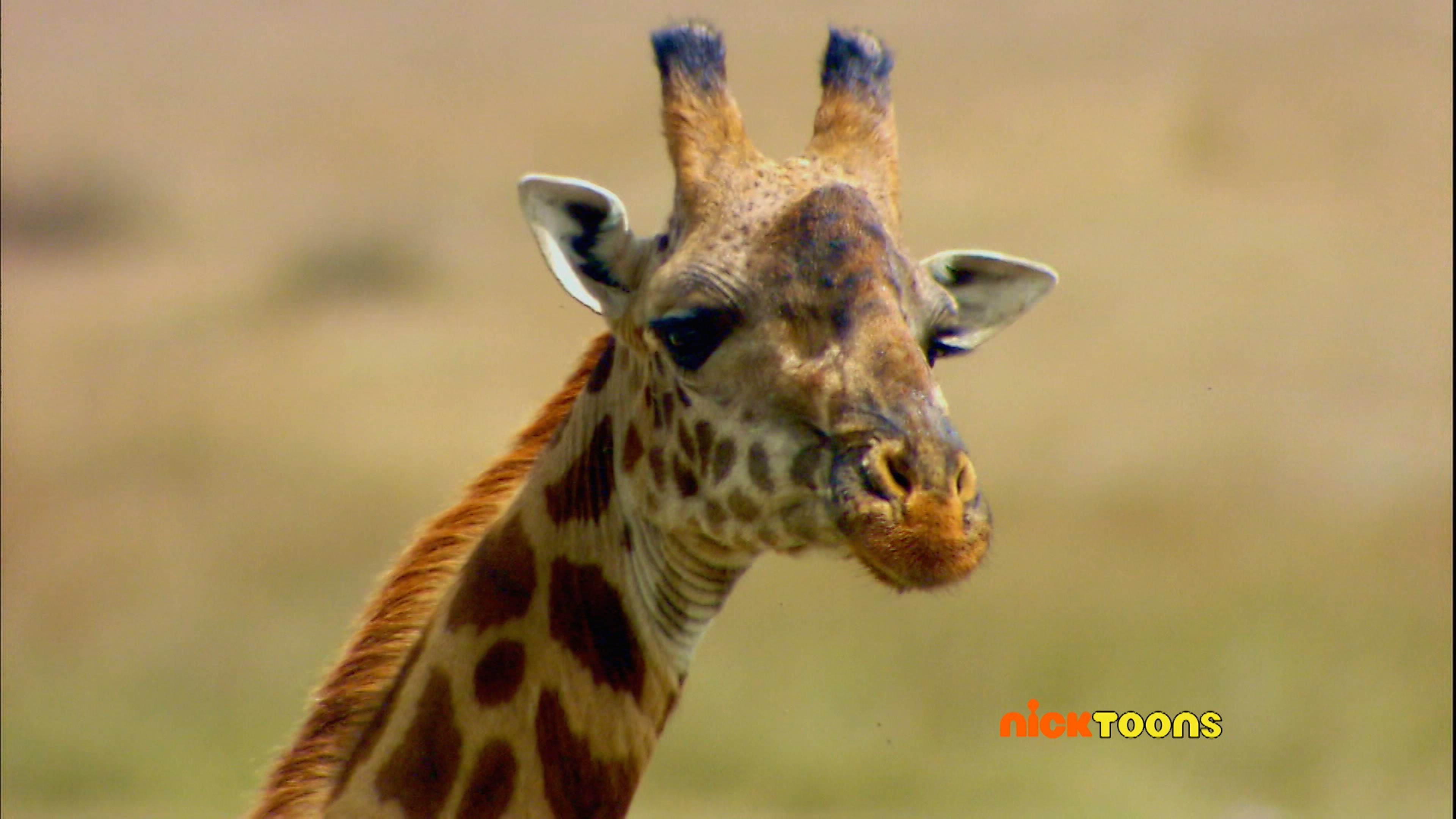 Animals Got Talent/Wild Dance Party