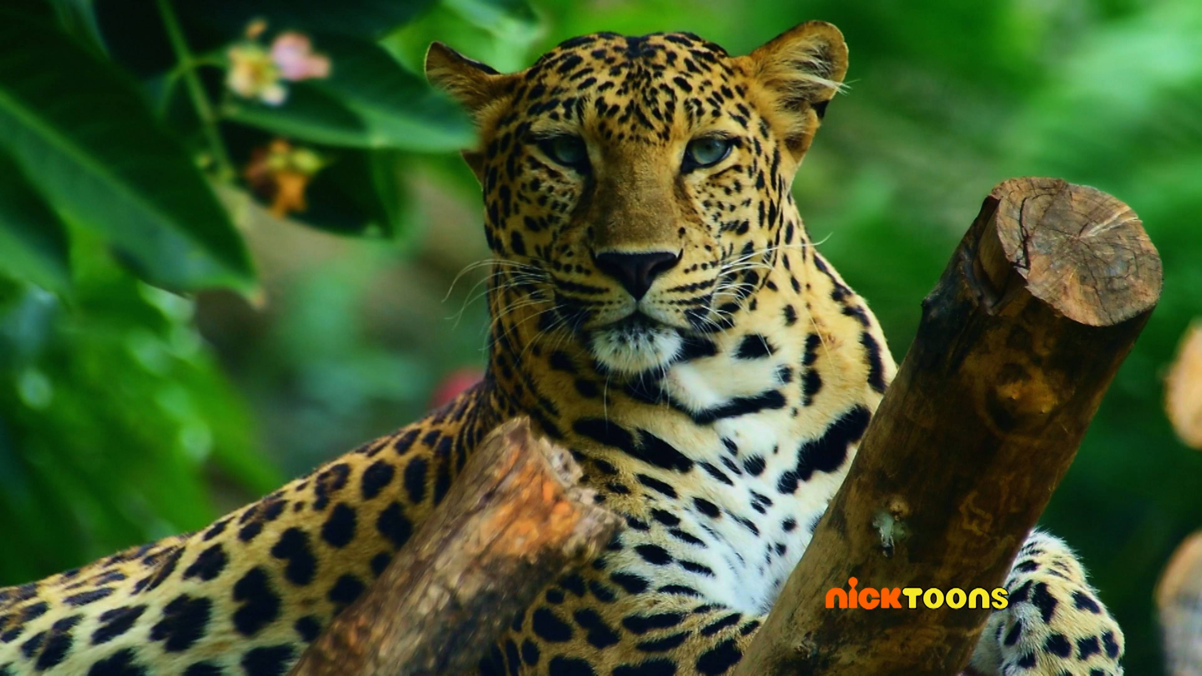 Big Animals/Tiny Animals