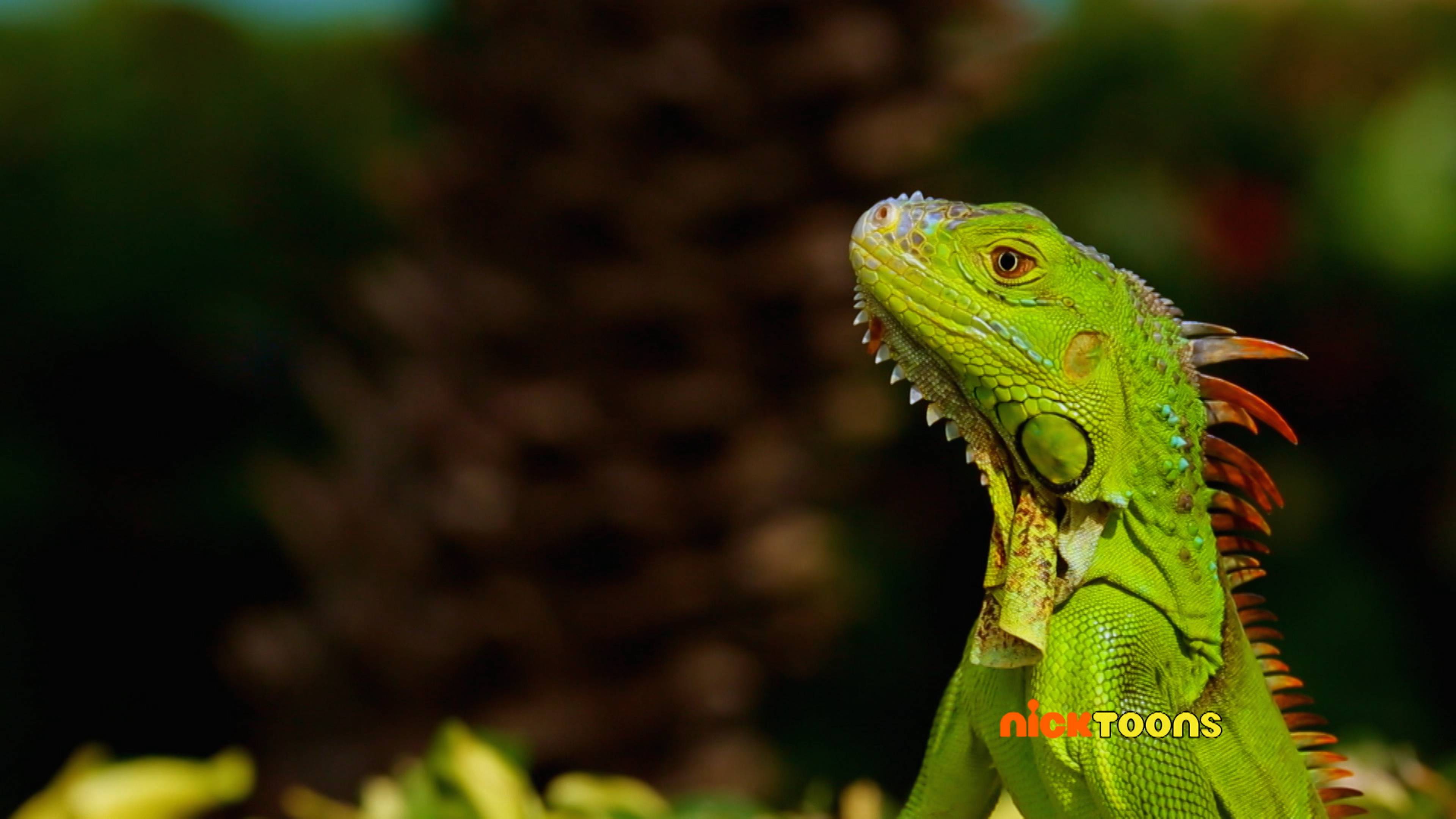 Everybody Be Cool/Forest Fun