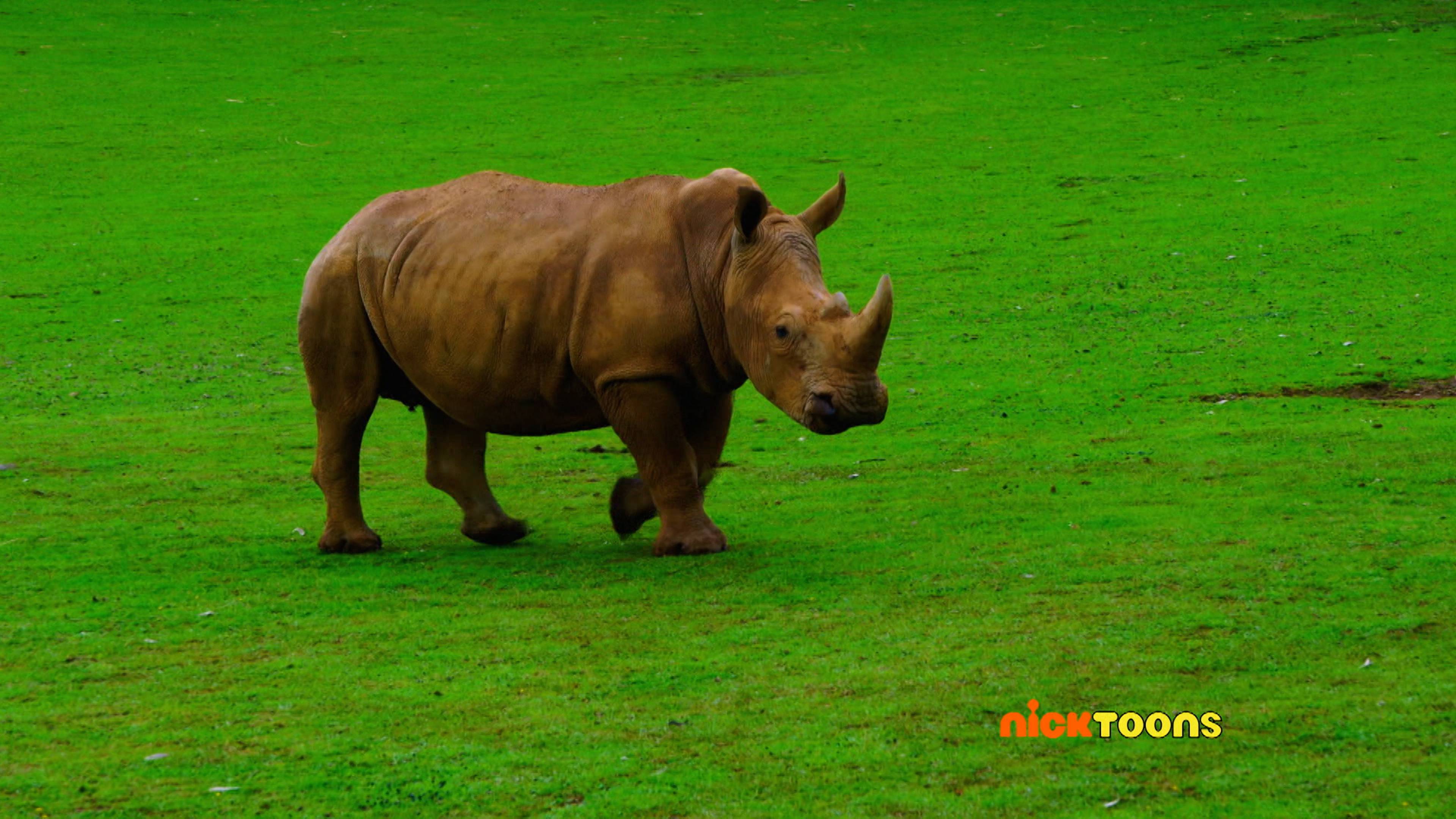 Funniest Monkey Countdown/Flying Festival