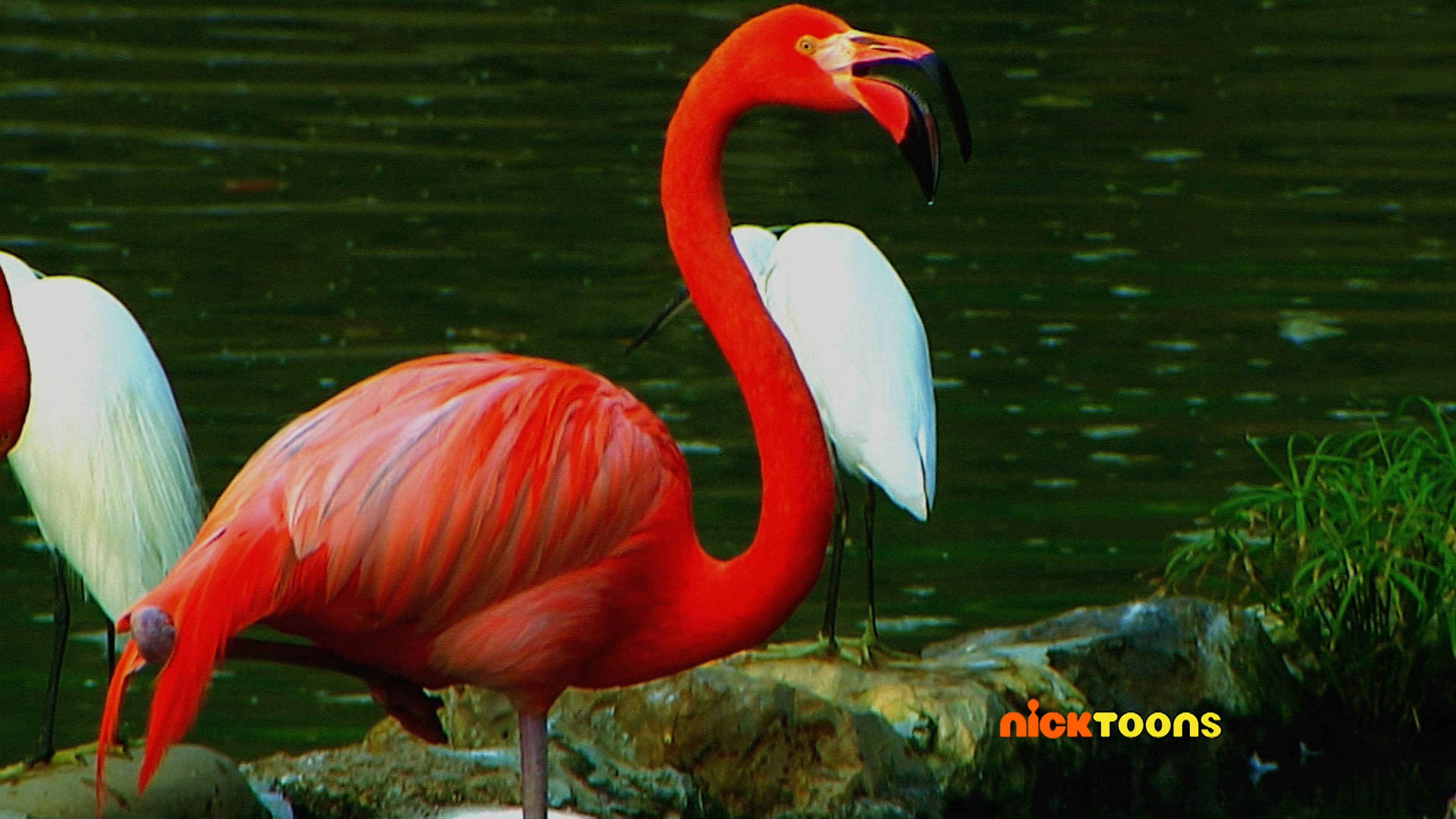 Sound Safari/Frogs and Toads