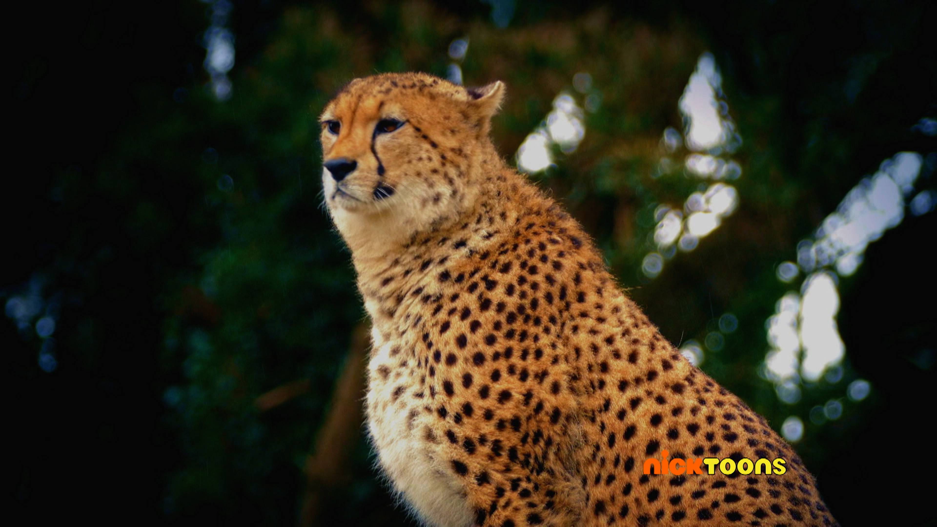 Home Sweet Home/Life is a Hoot