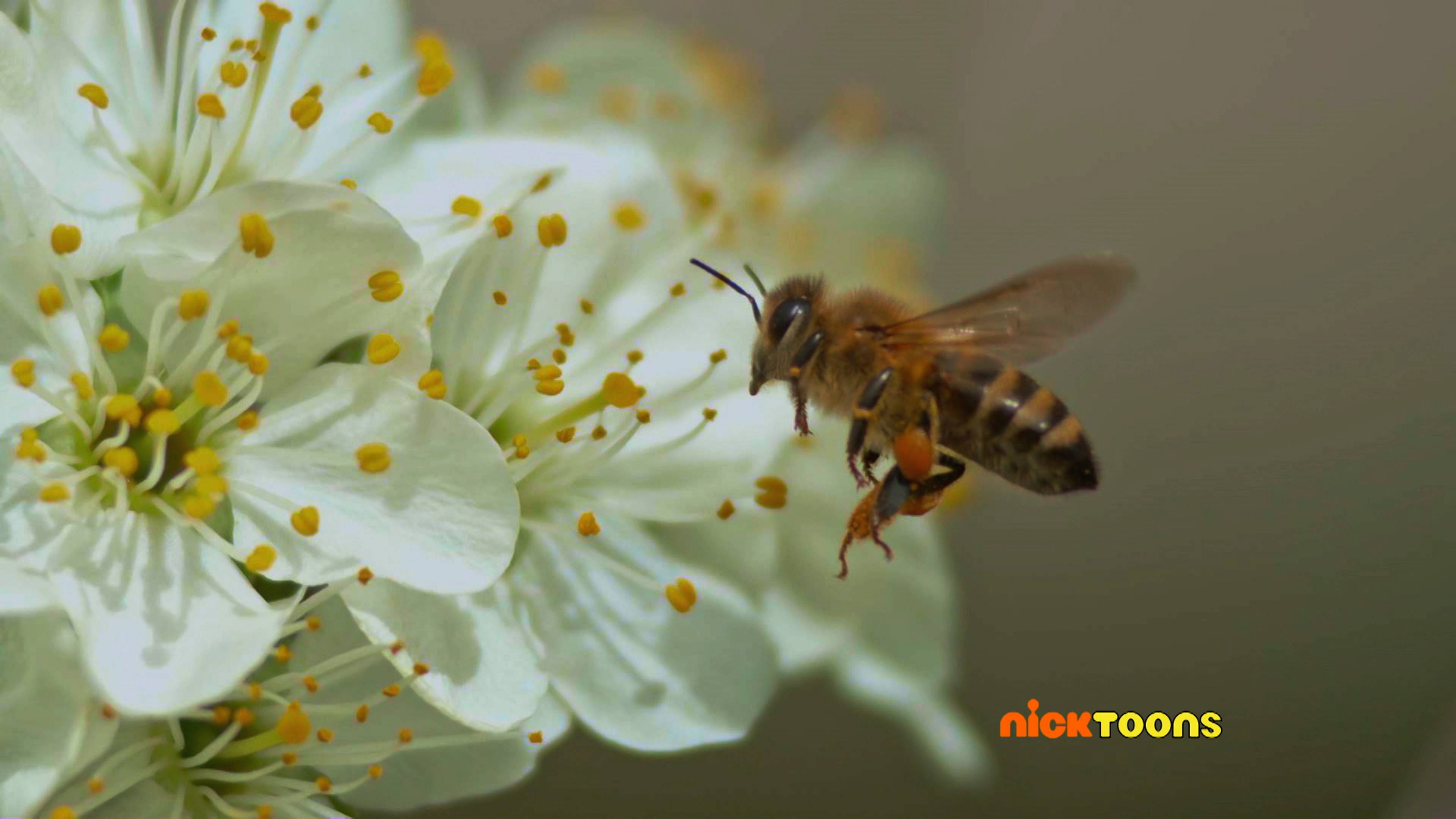 Snow Much Fun/Zoofari Farm