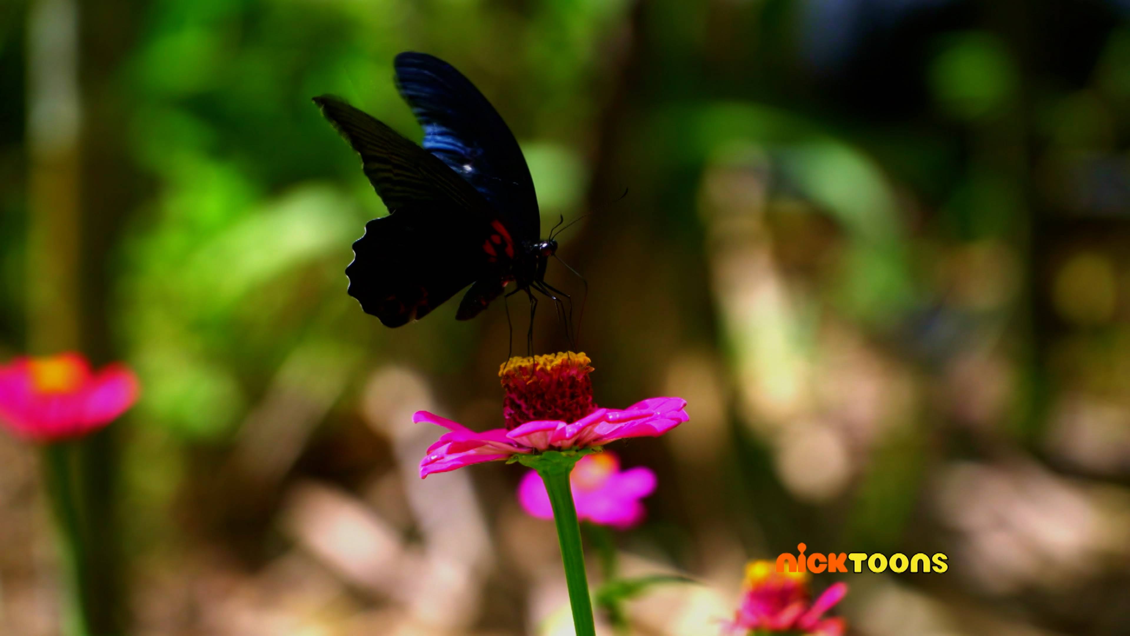 Animal Pals/Hide-and-Peek