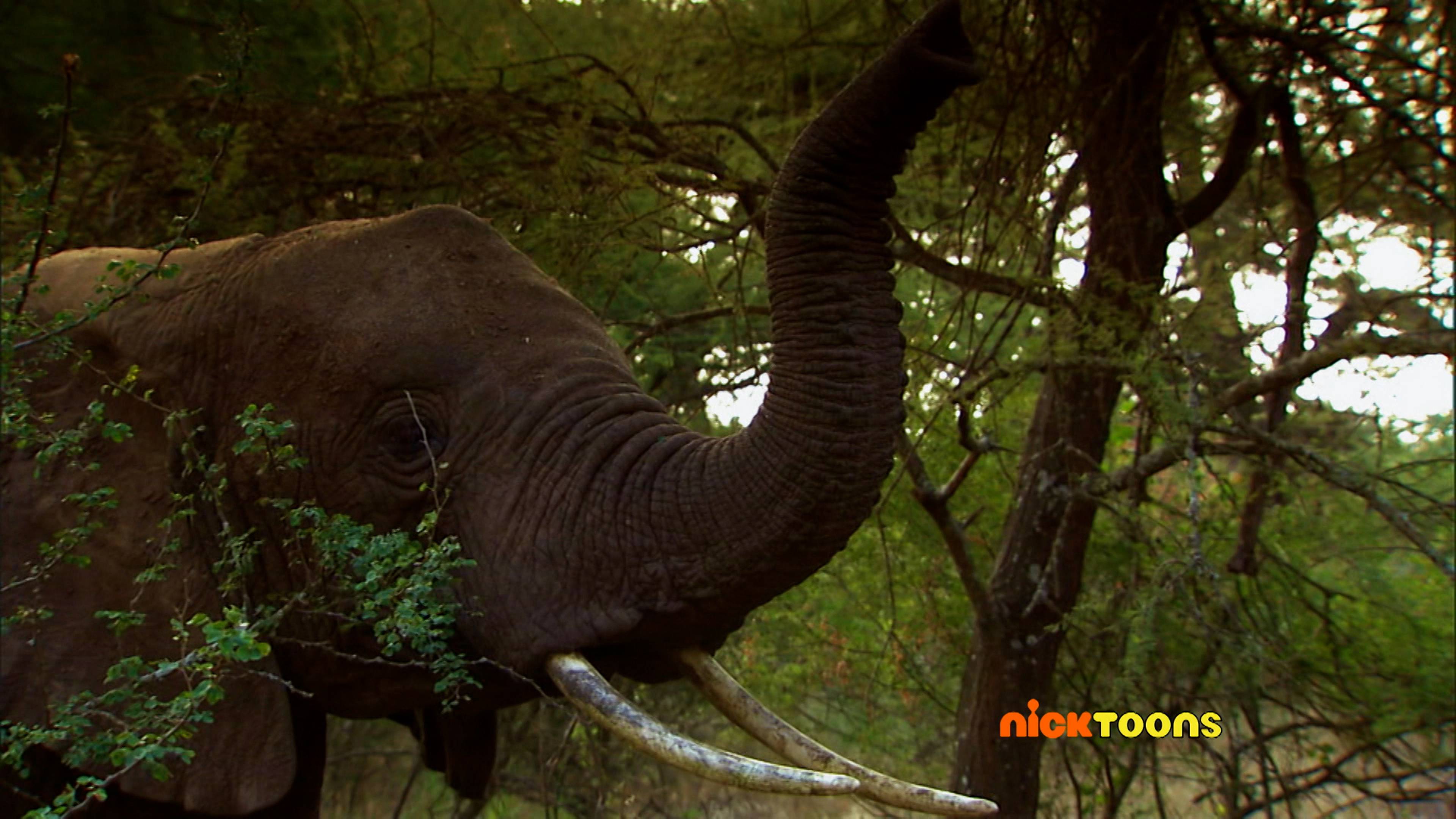 Whose Nose Knows?/Four Seasons