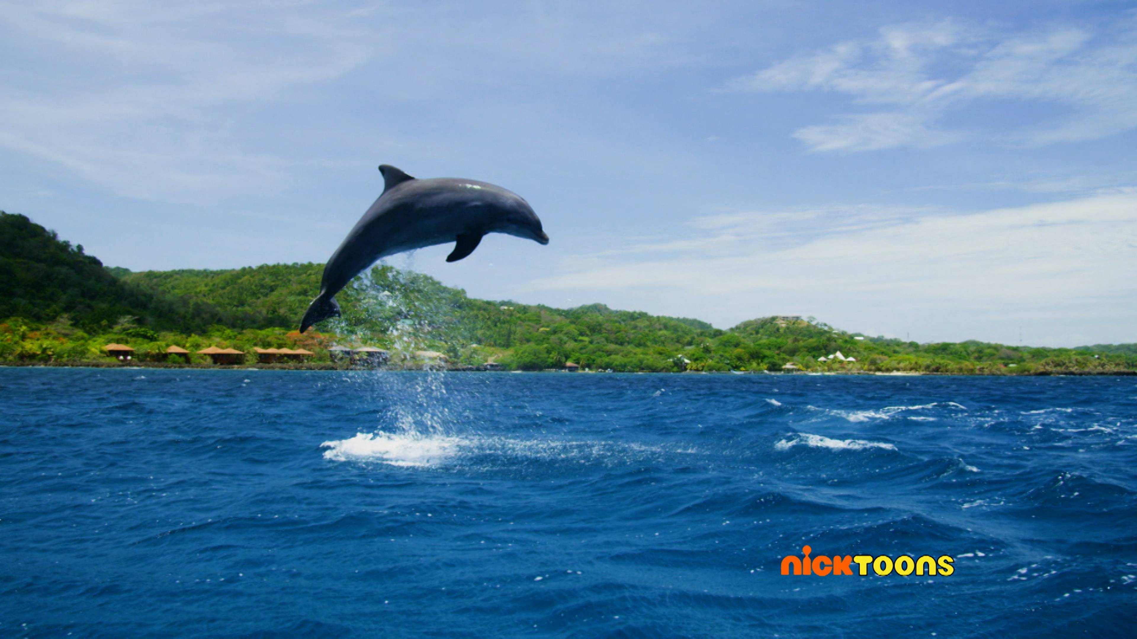 Animal Business/Water Fun