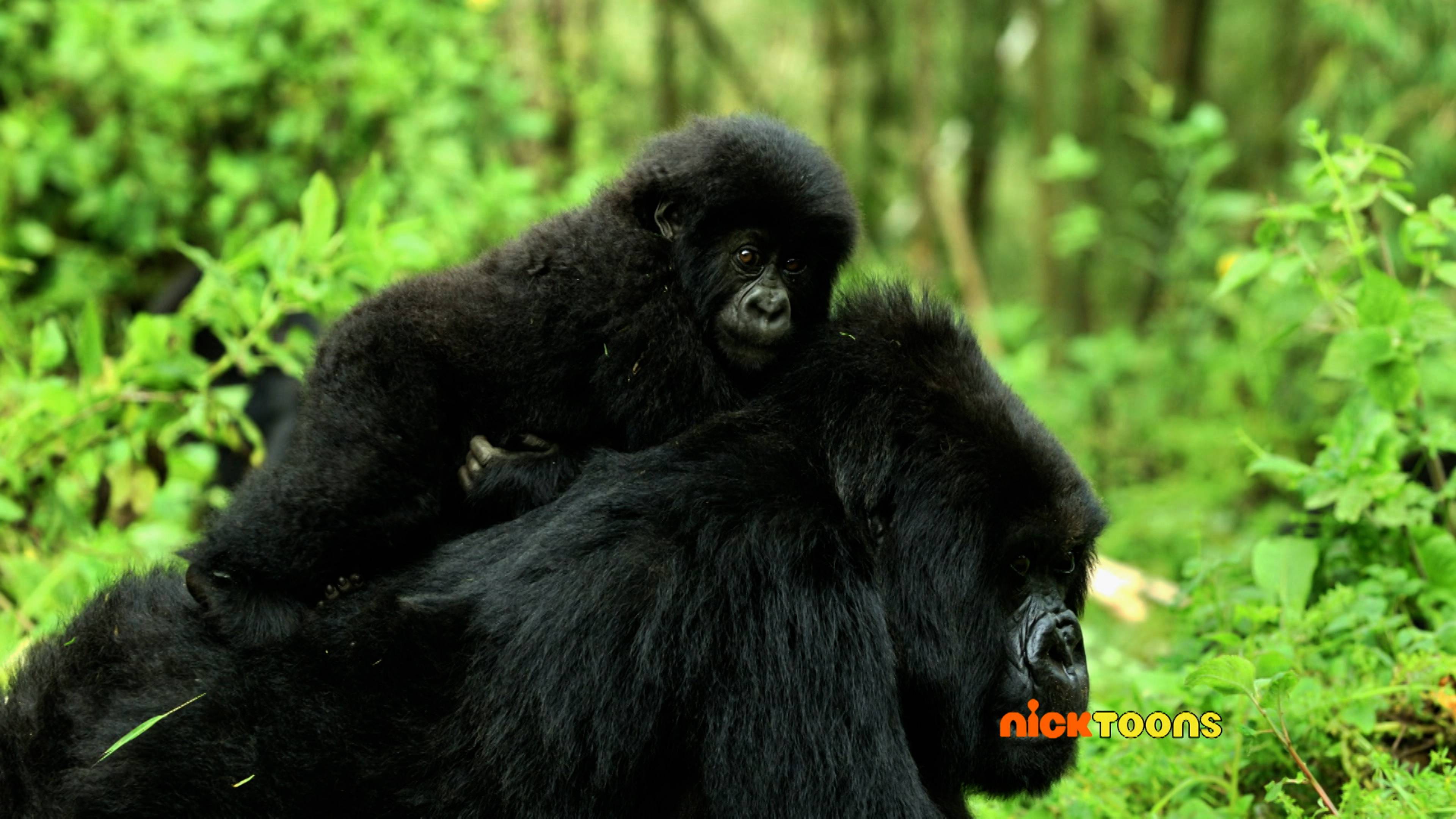 Amazing Mom Awards/The Awesome Animal Games