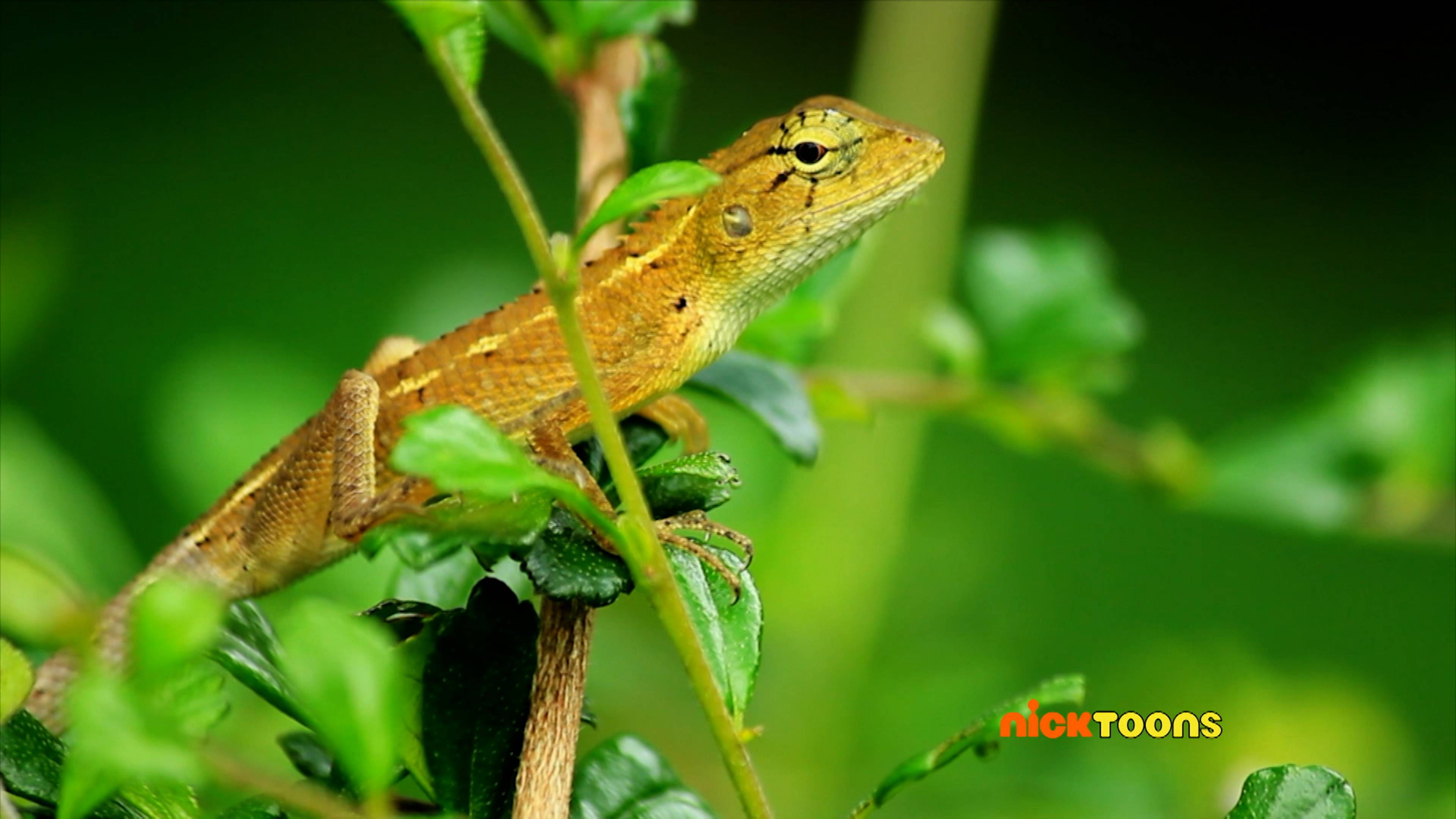 Animal Head to Toe/Lizard Land