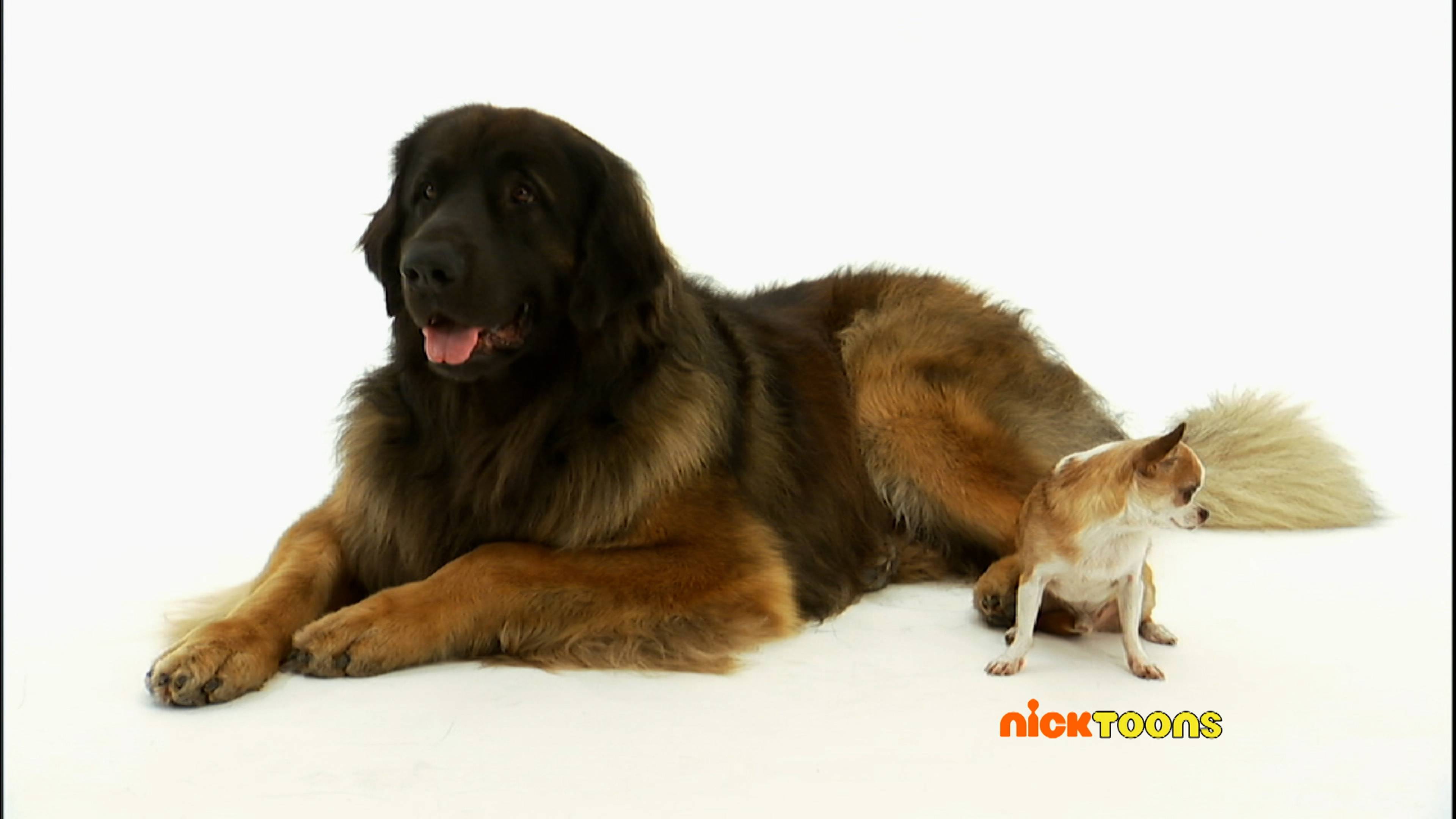 Dogs of Zoofari/Cats of Zoofari