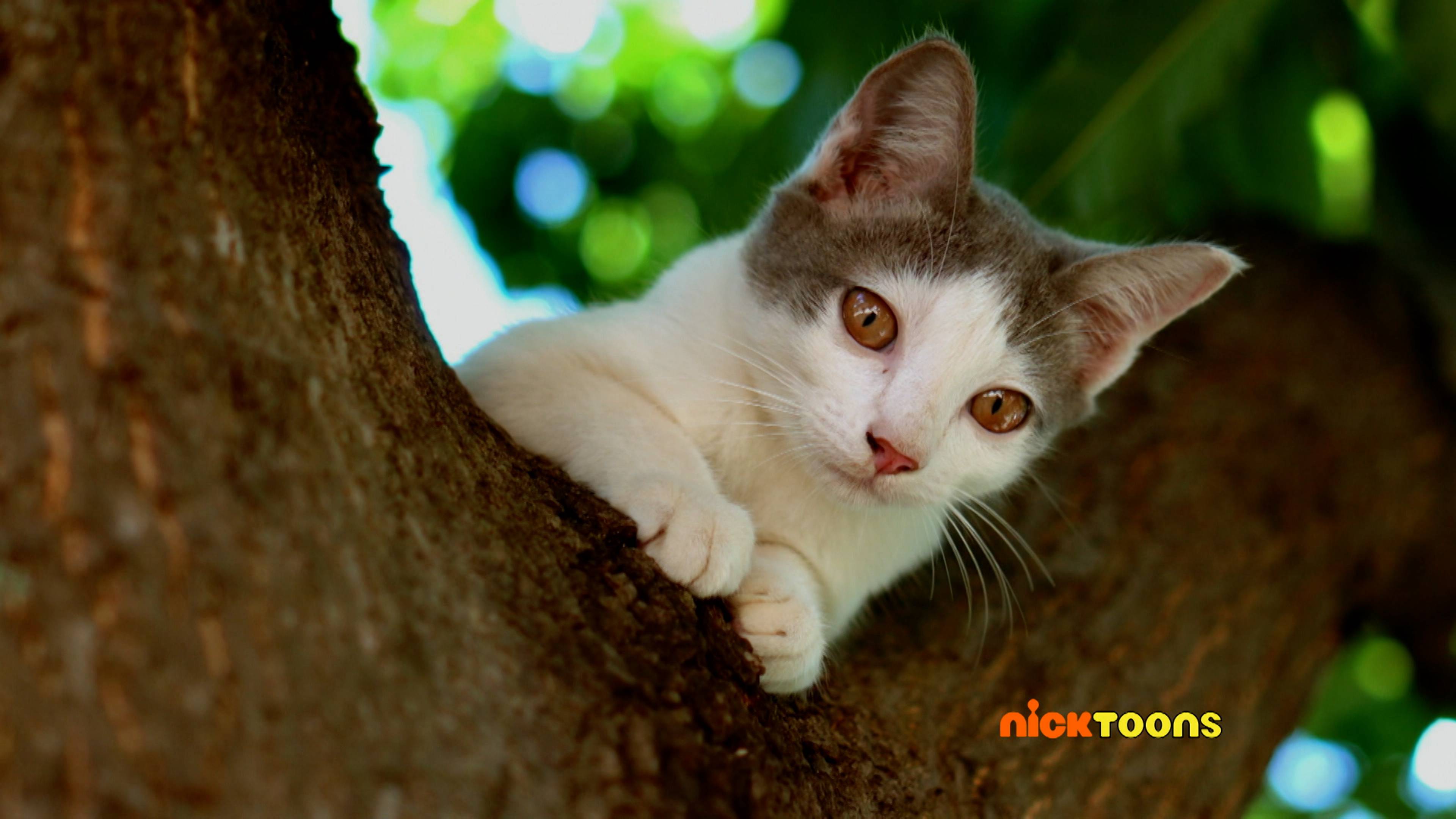 Meowsical the Musical/Story Time