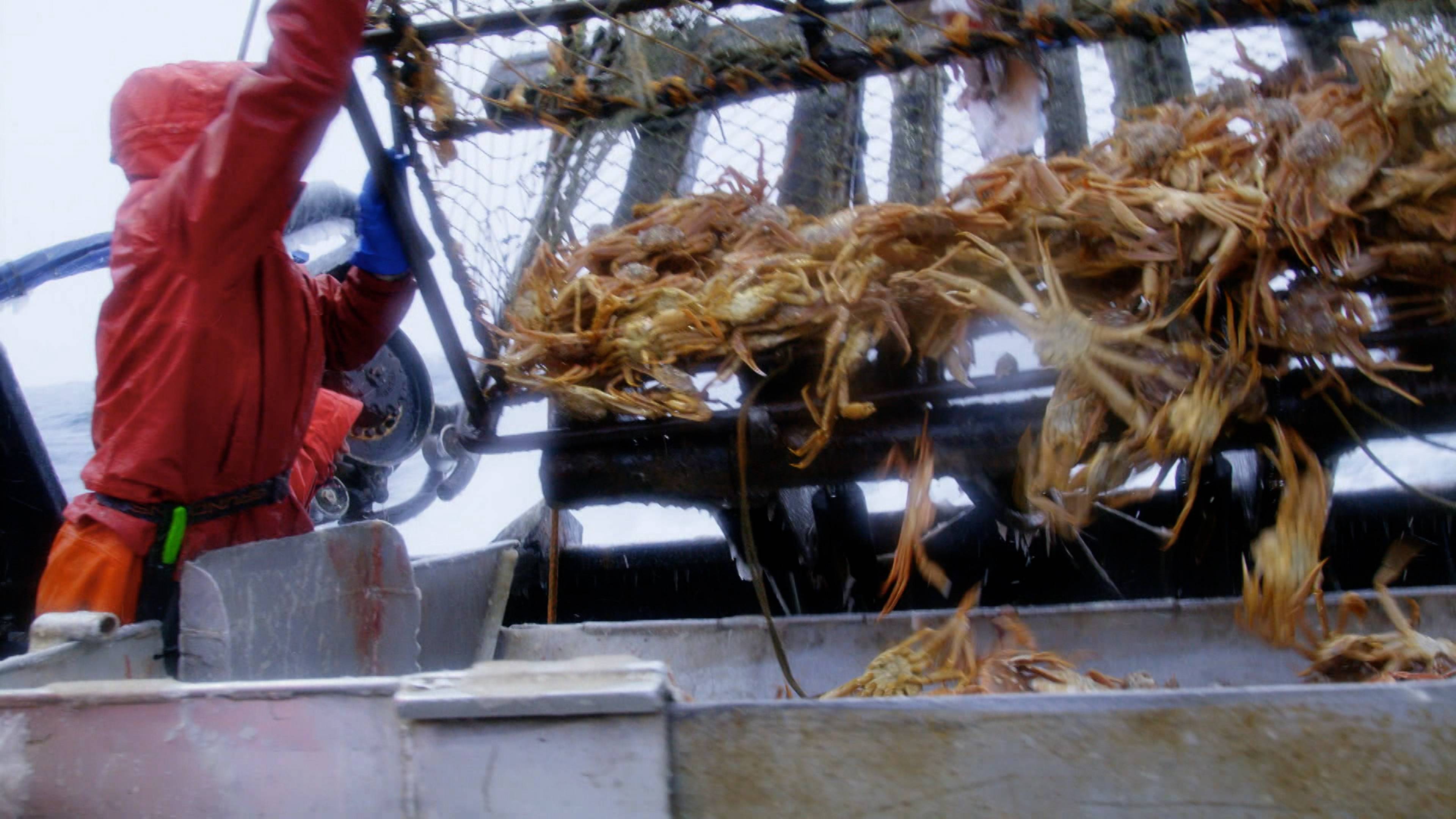 سلطعون كويد برو