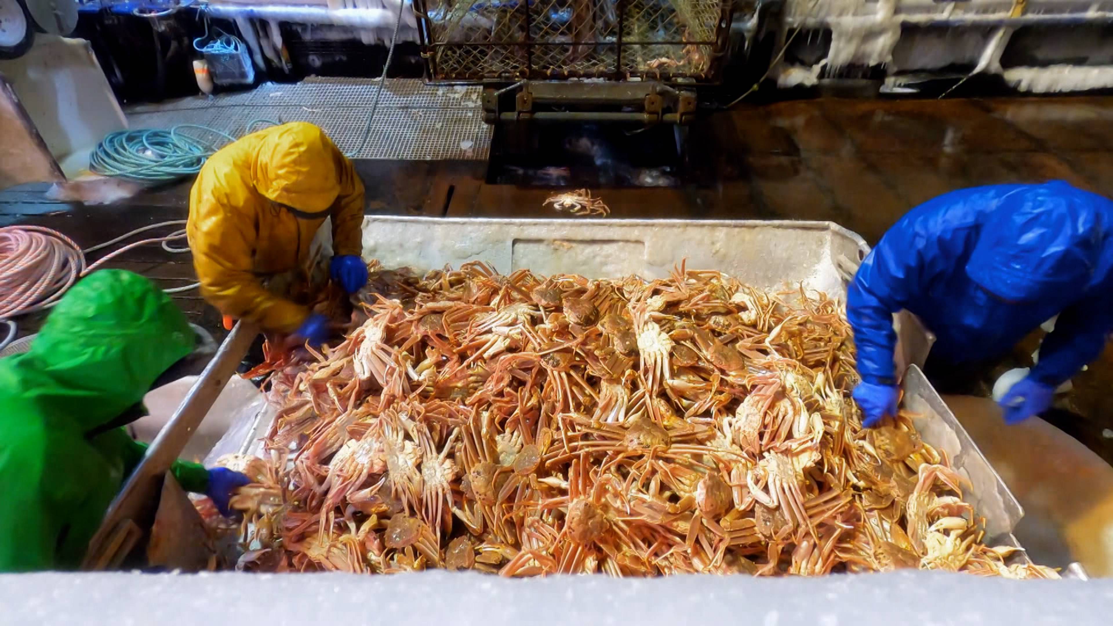 مناورة الشتاء