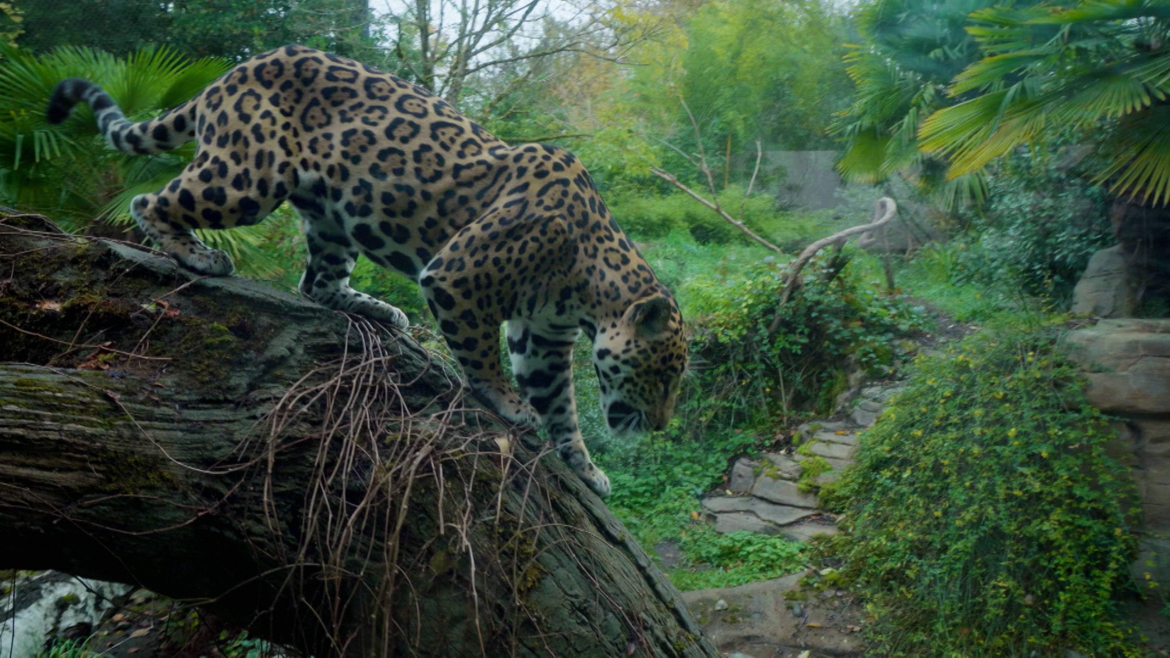 Blippi Goes to the Zoo