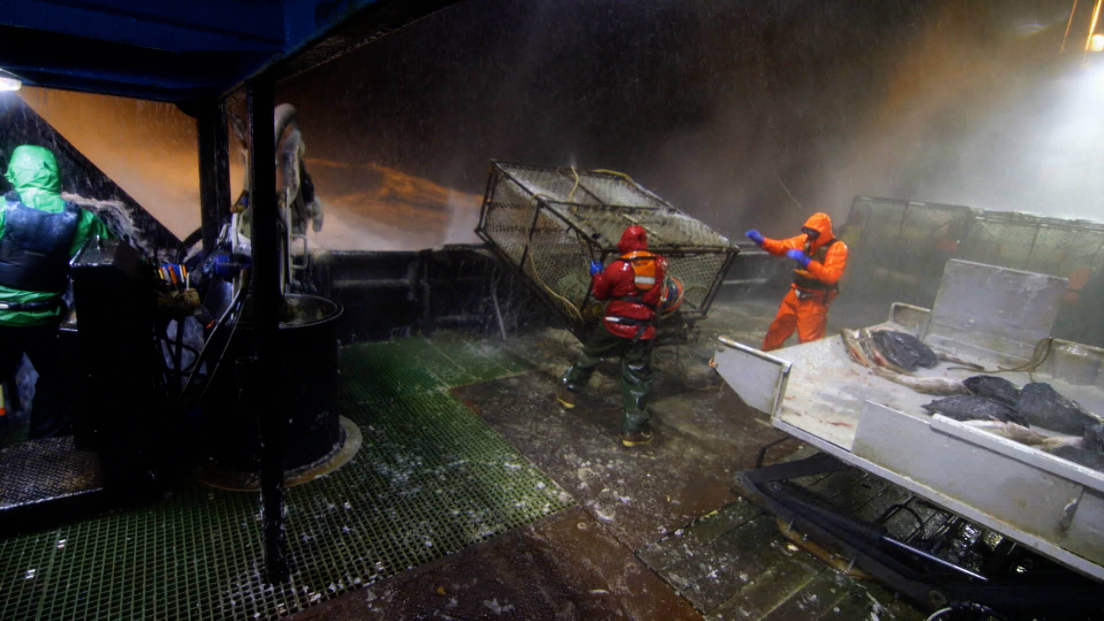 نهاية الطيور