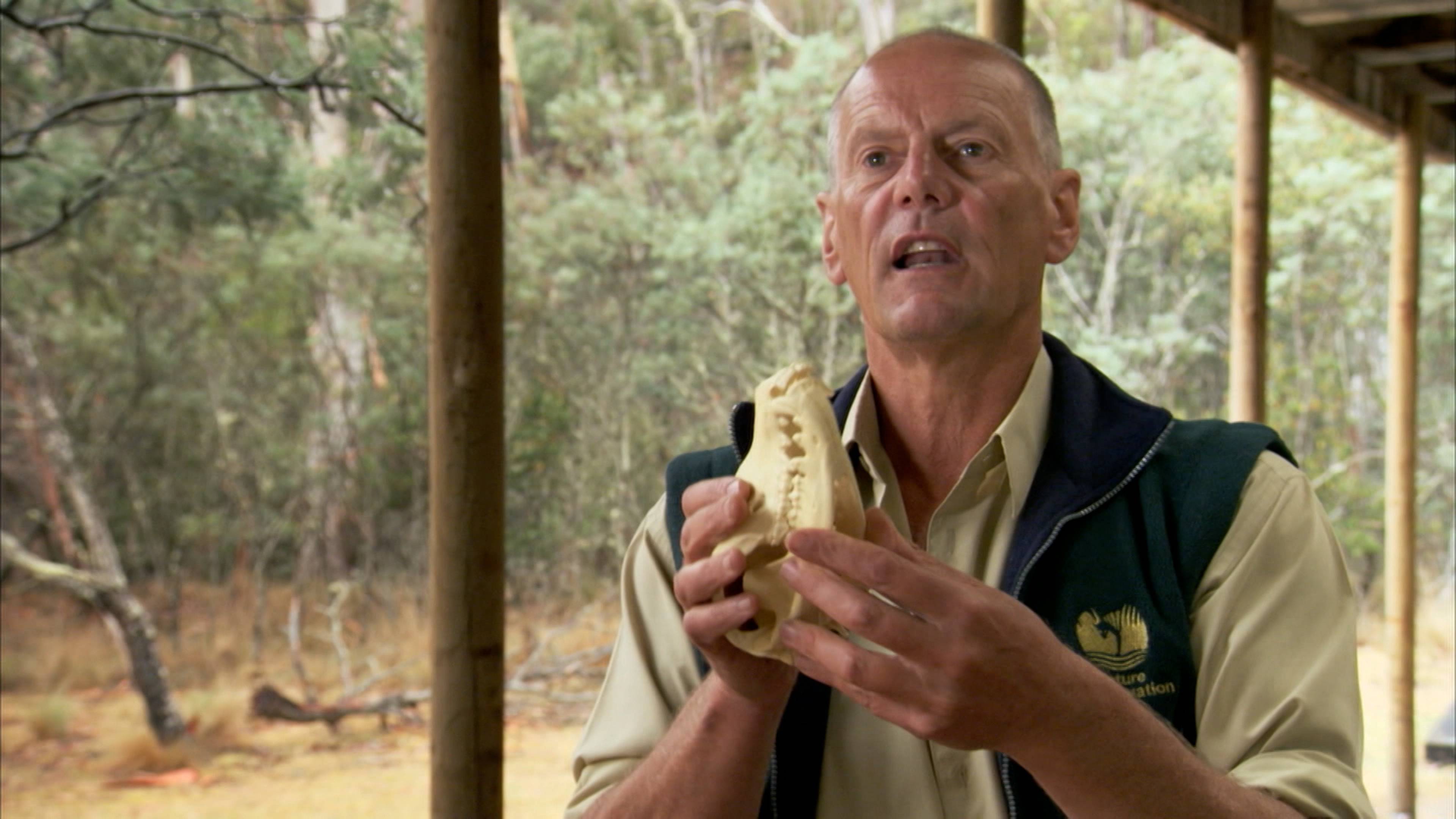 Isle Of The Lost Tiger