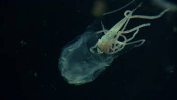 Killer Jellyfish