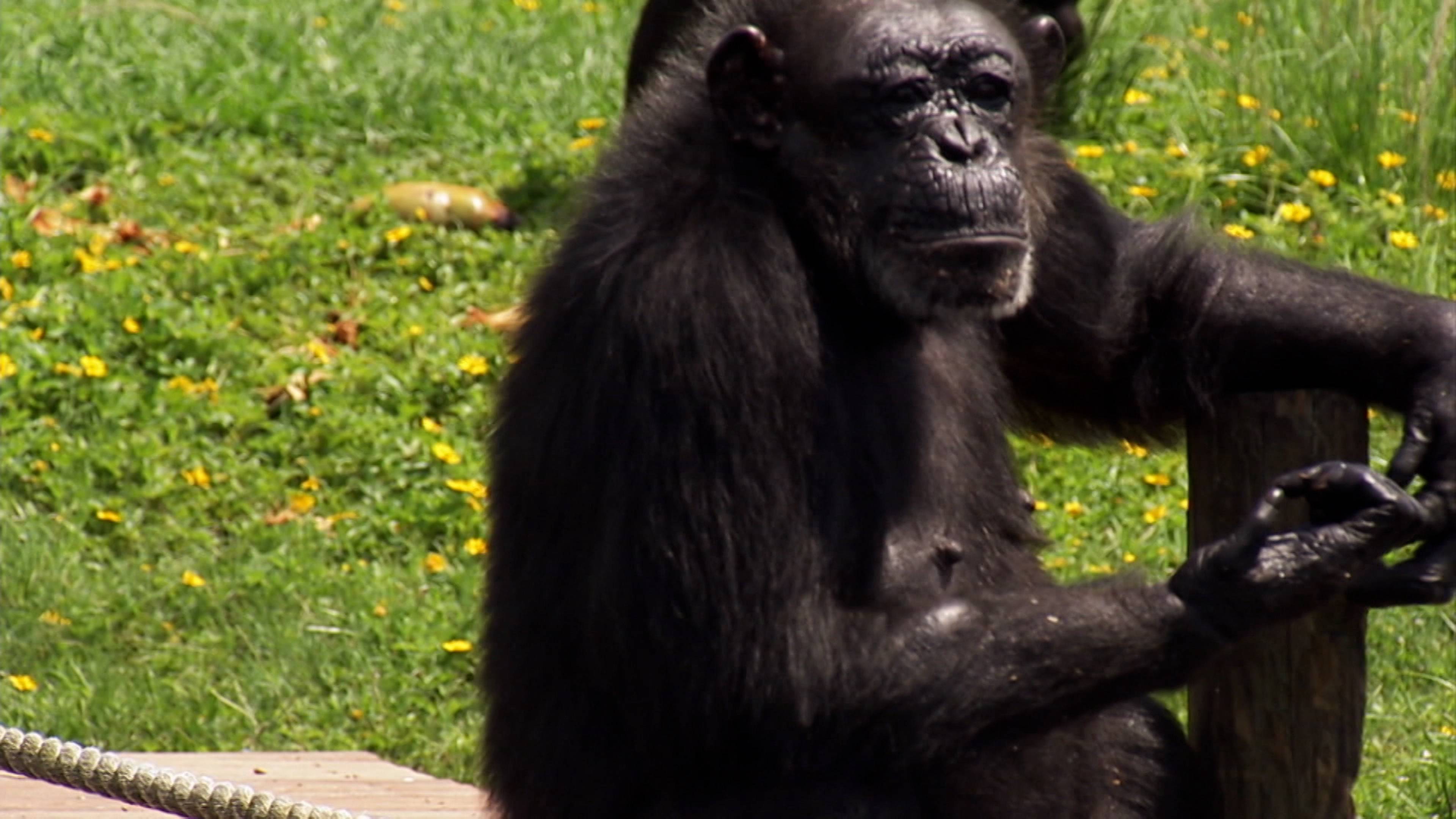 Killer Chimps In America