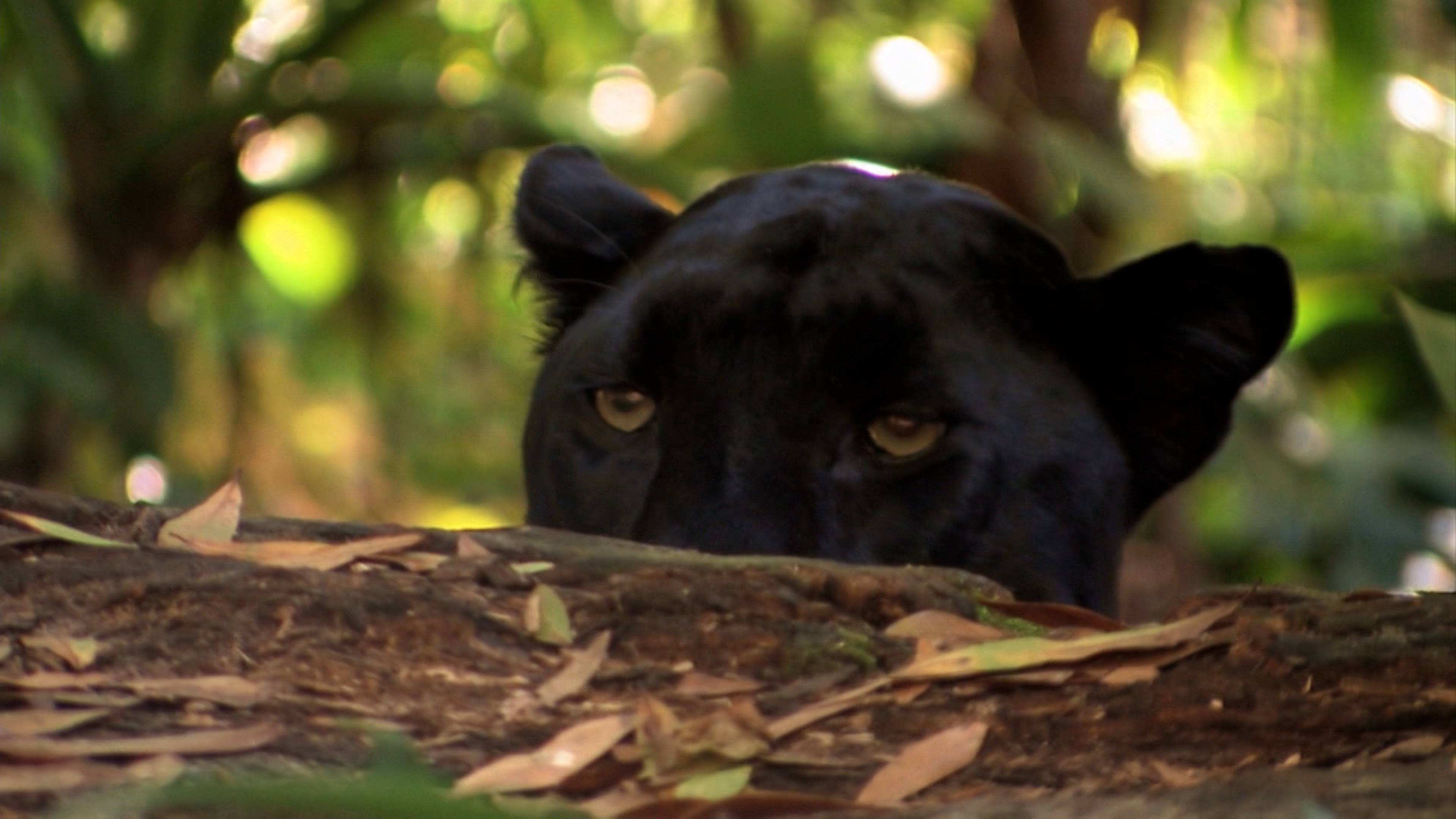 Tigers In The Suburbs