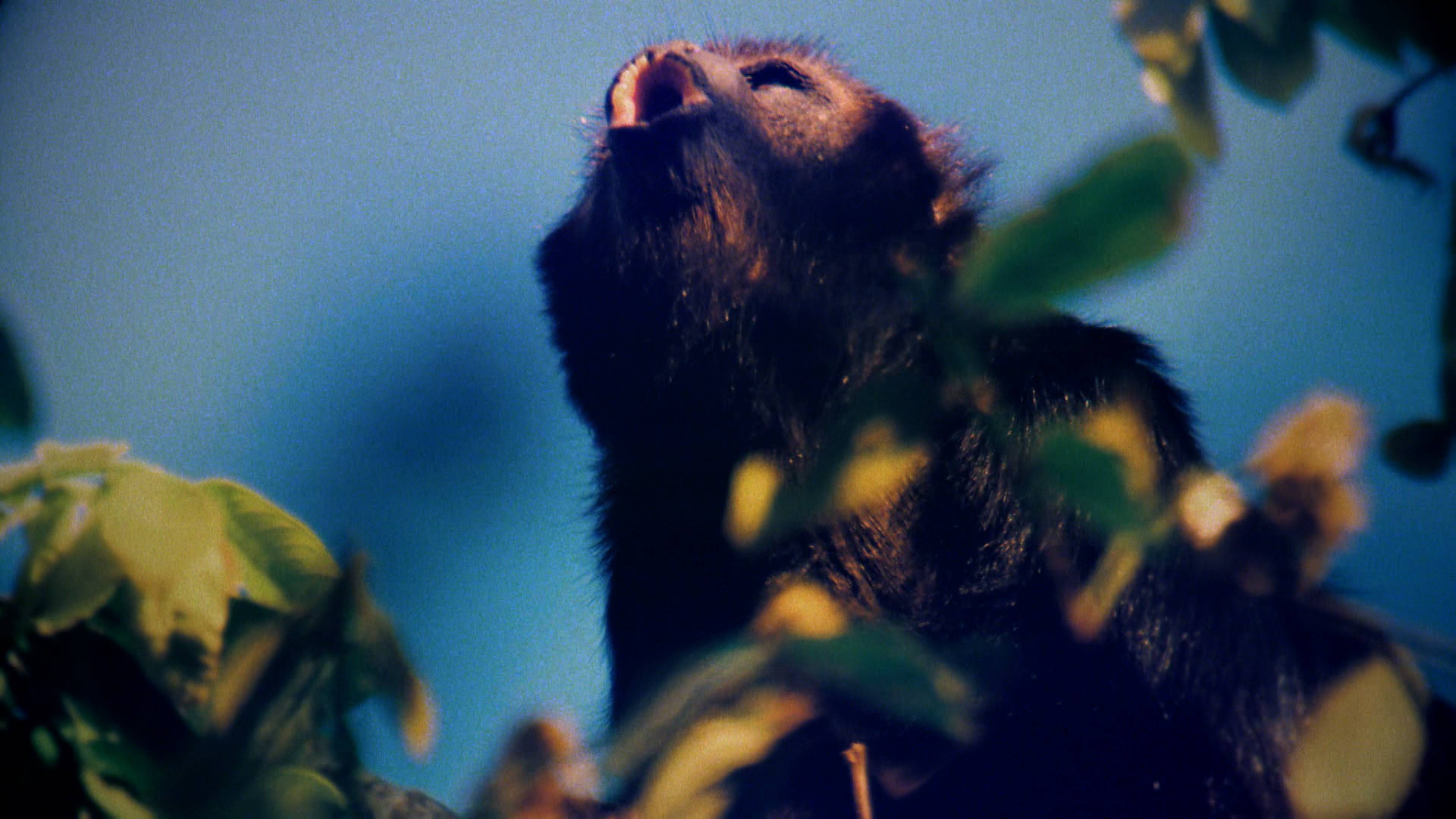 قاتل أمريكا الجنوبية