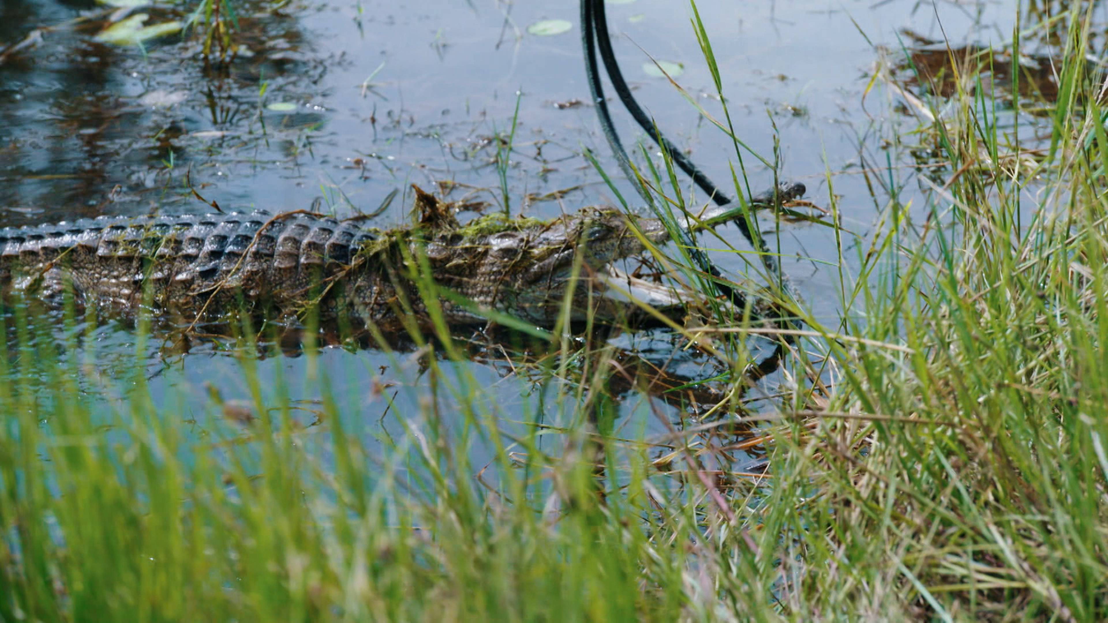 دماء في الماء