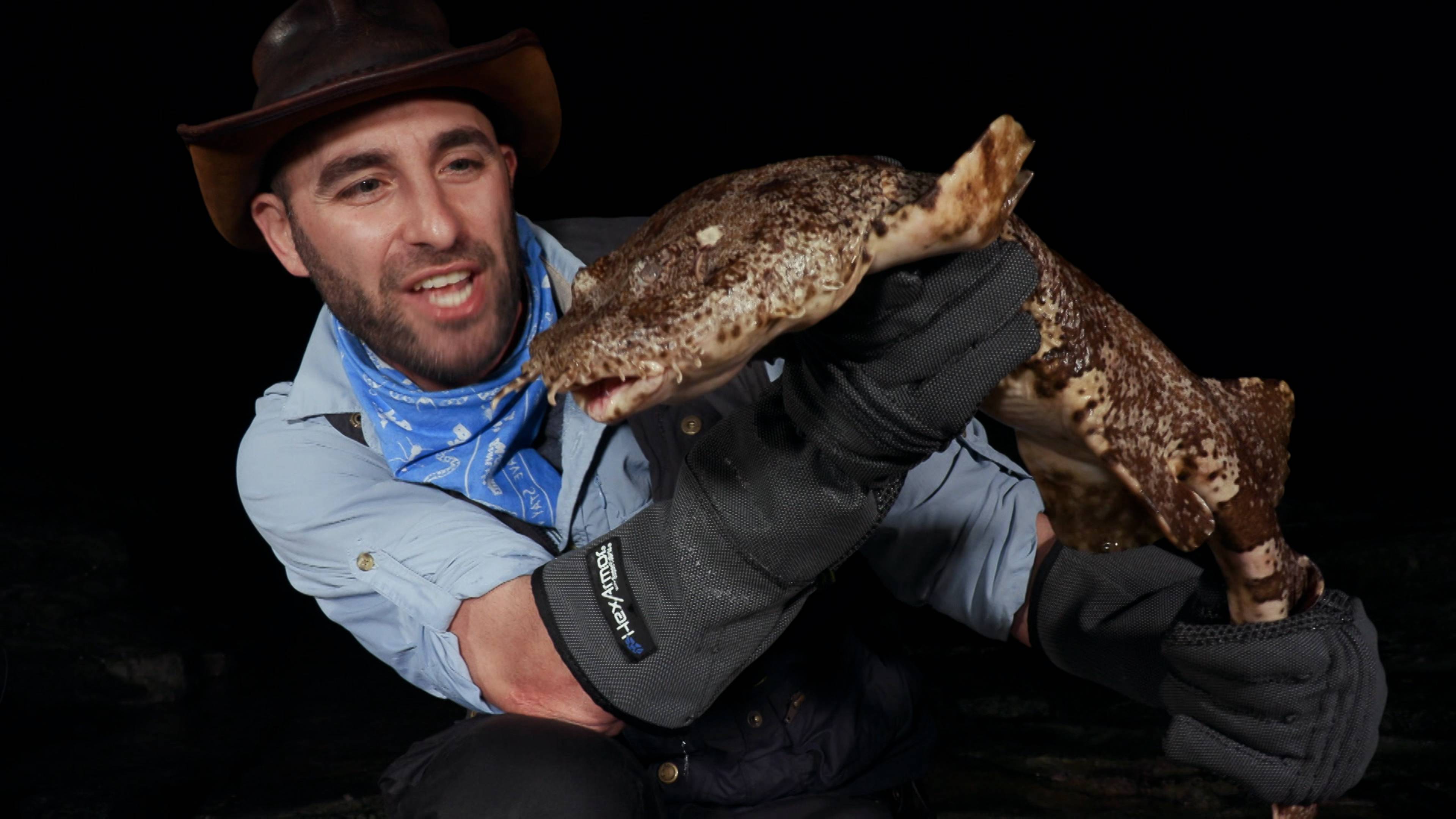 Sharks In The Shadows