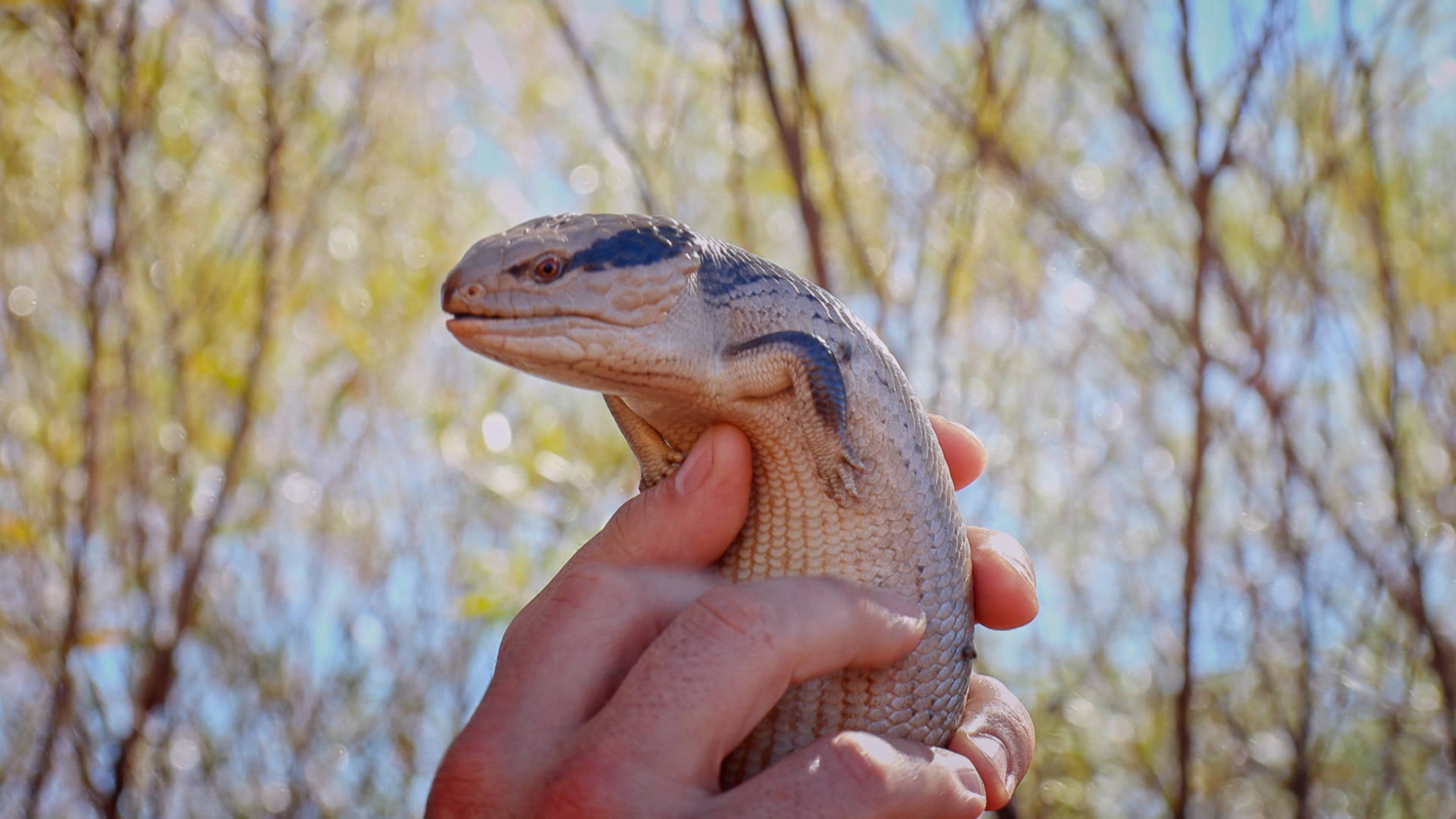 Aliens Of The Outback