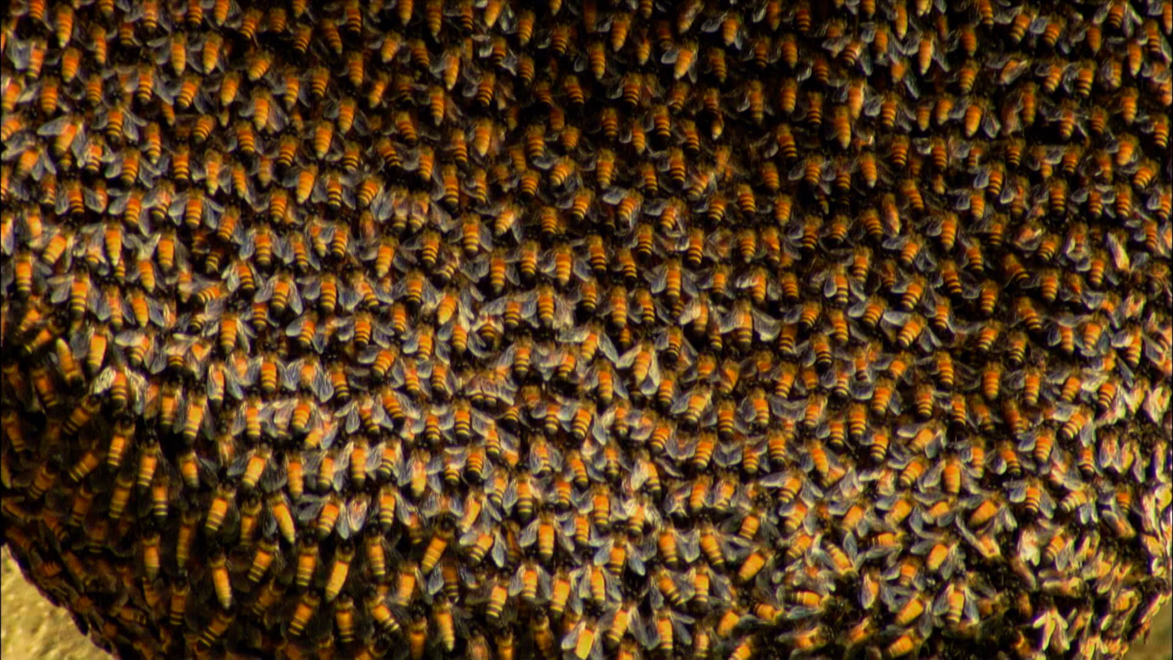 Swarmed By Killer Bees