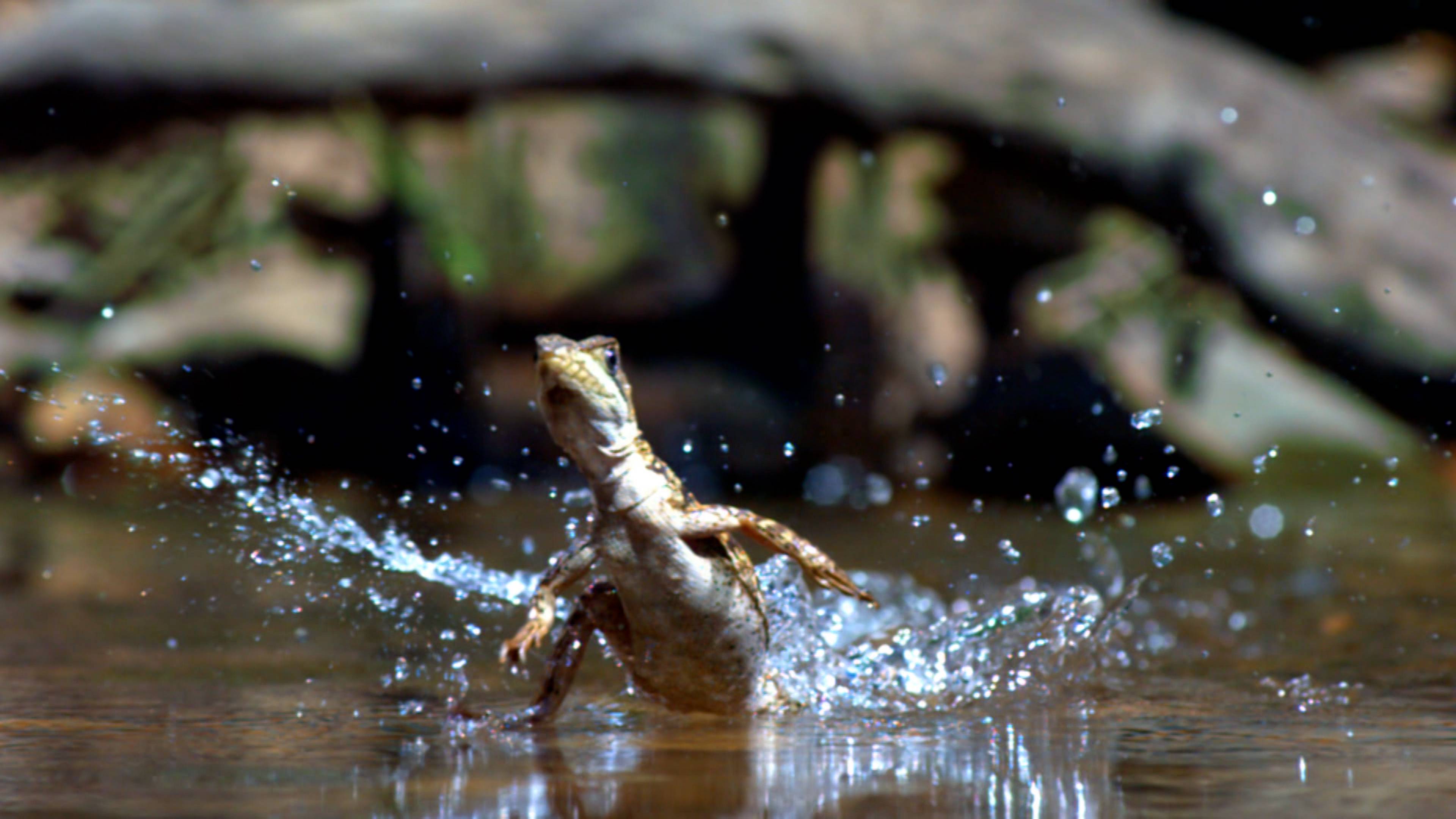 Levitating Lizards And Immortal Jellyfish