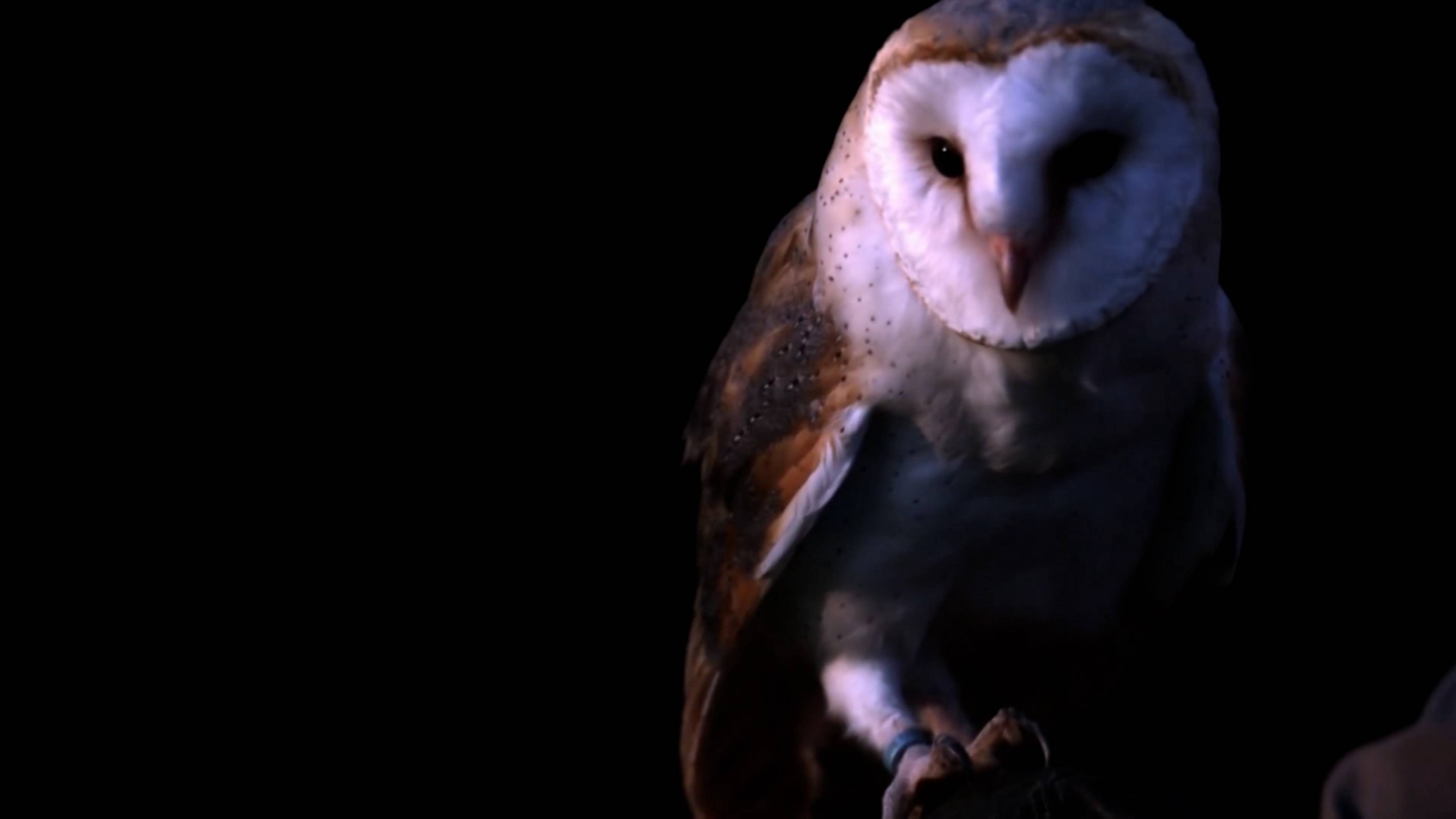 Supersonic Owls And Invisible Octopuses