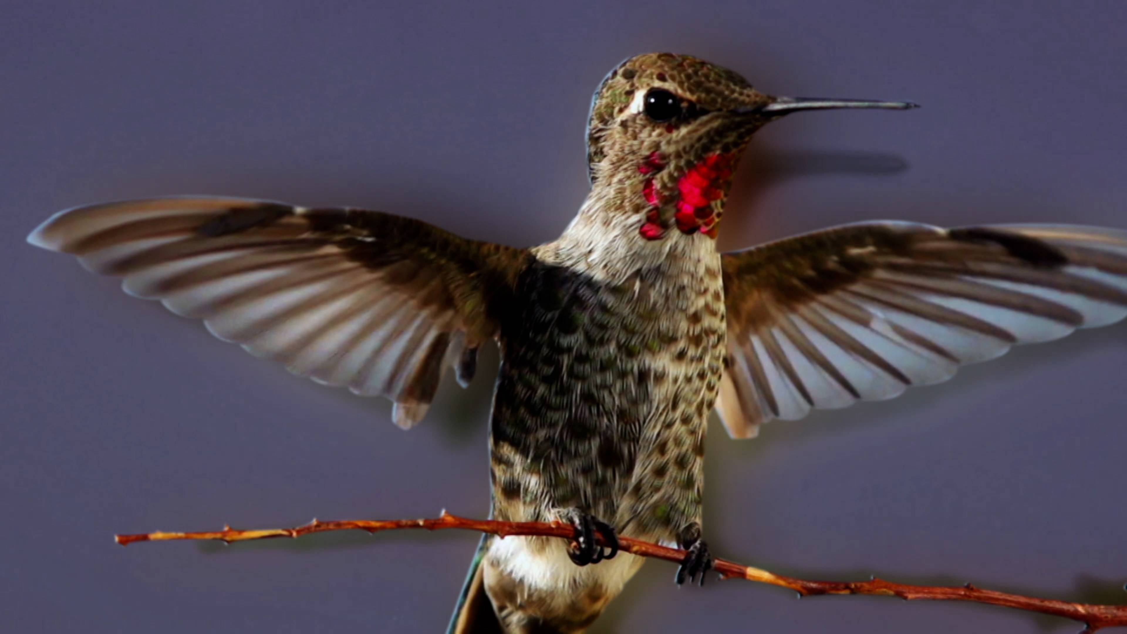 Backwards Birds And Slimy Sea Creatures