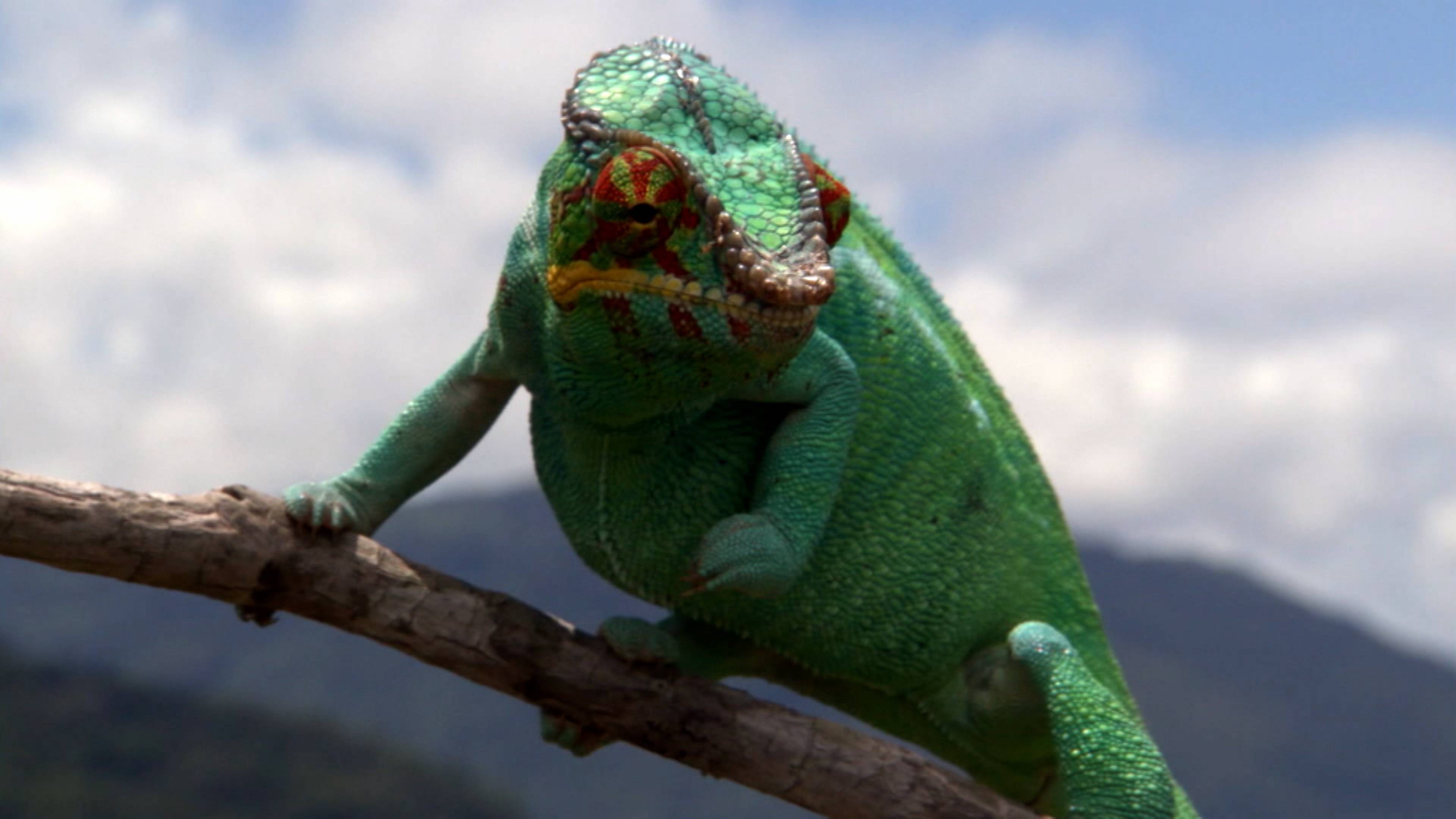 Puppy Dog Tails And Crocodile Jaws