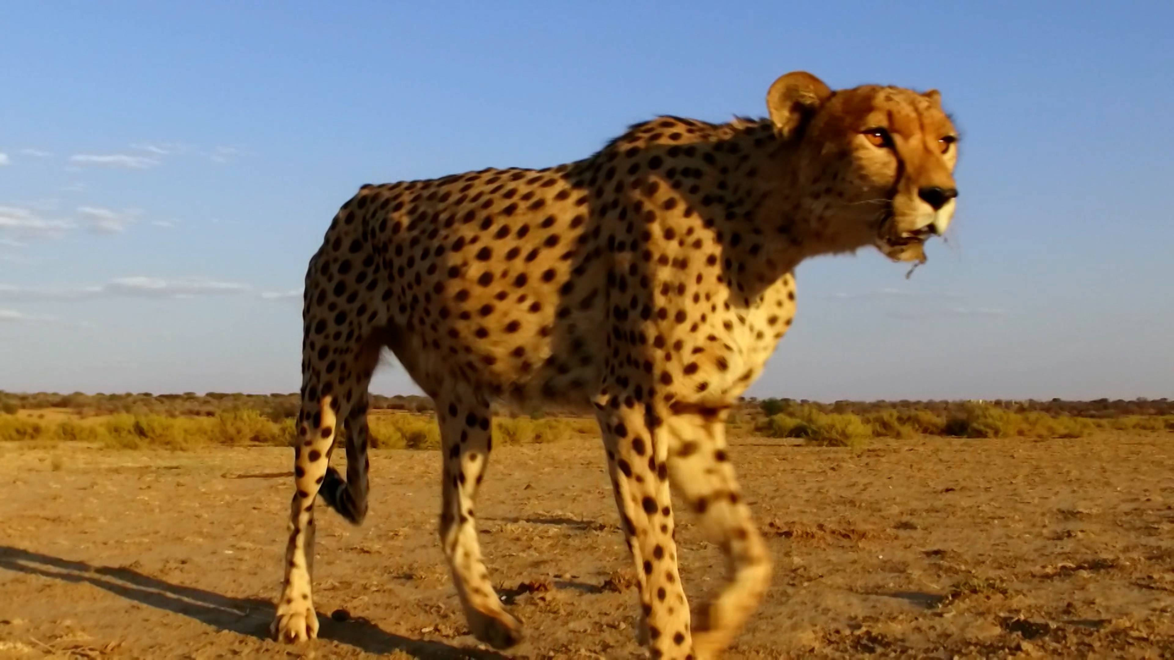 Psychic Cats And Fuzzy Otters
