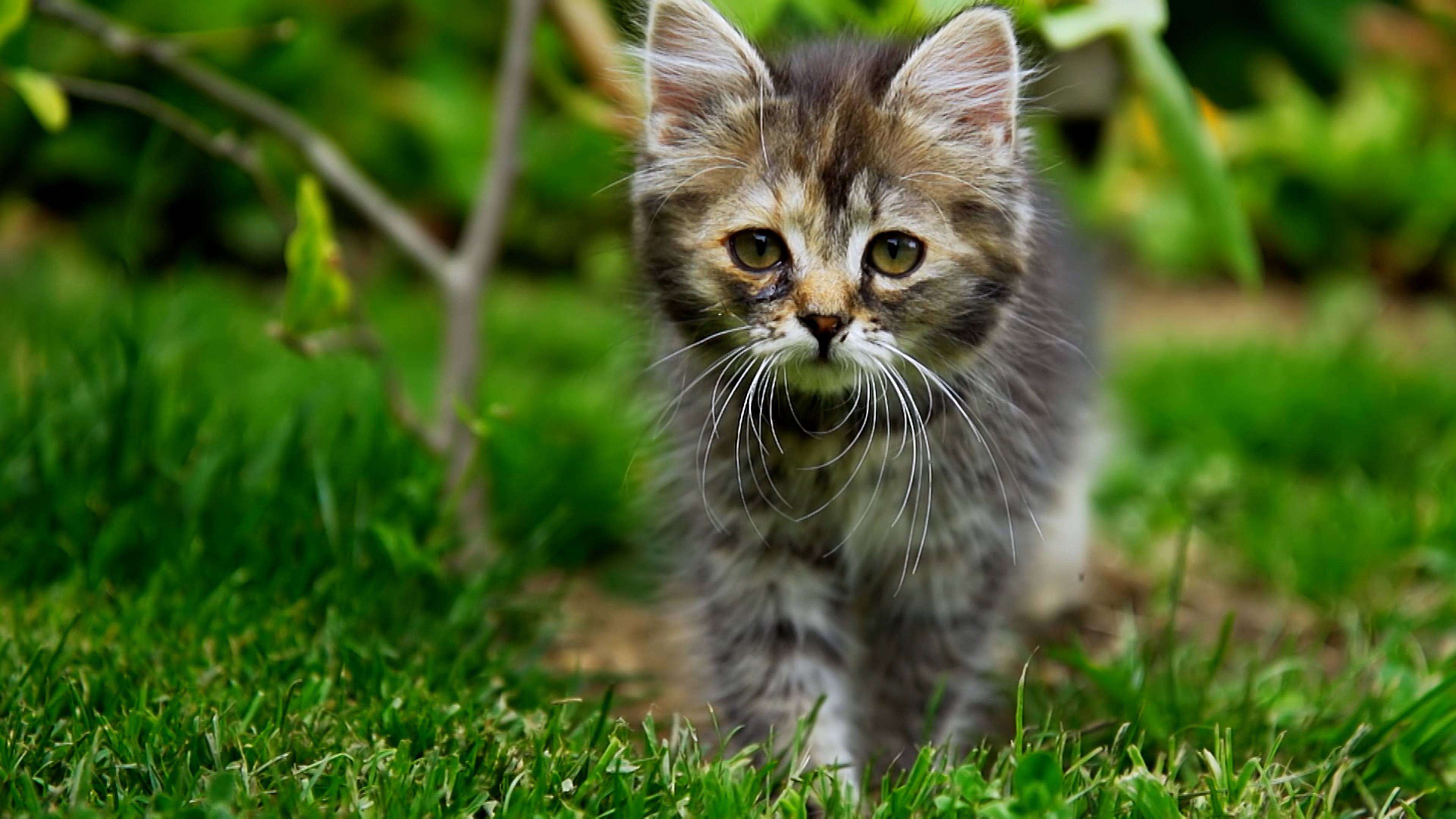Elephant Noses And Ancient Animals