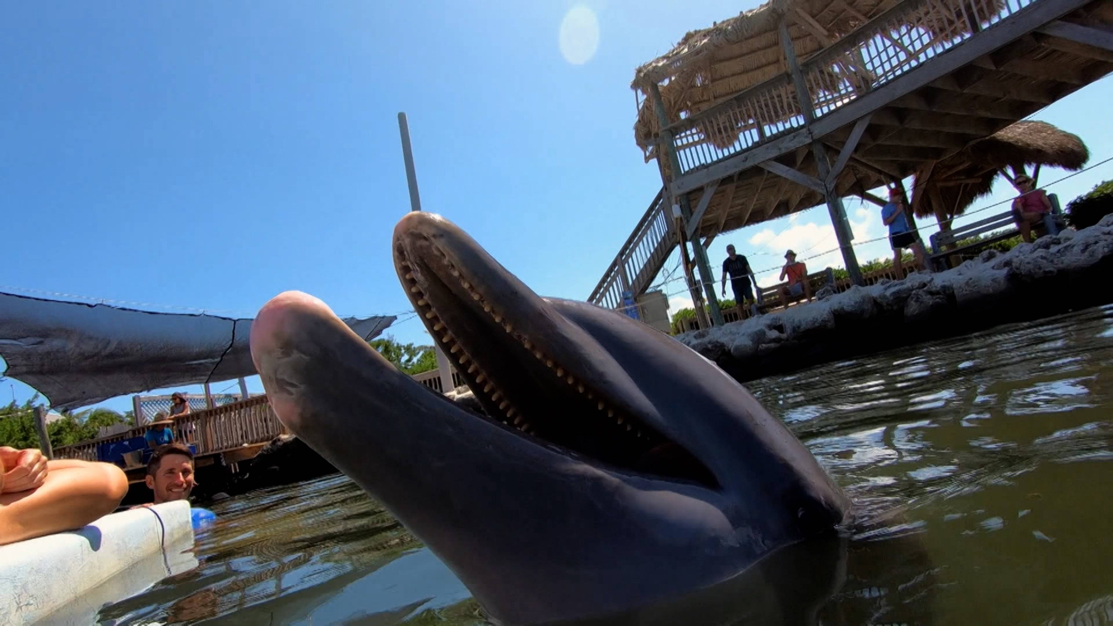 Supersmart Dolphins And Hungry Hyenas