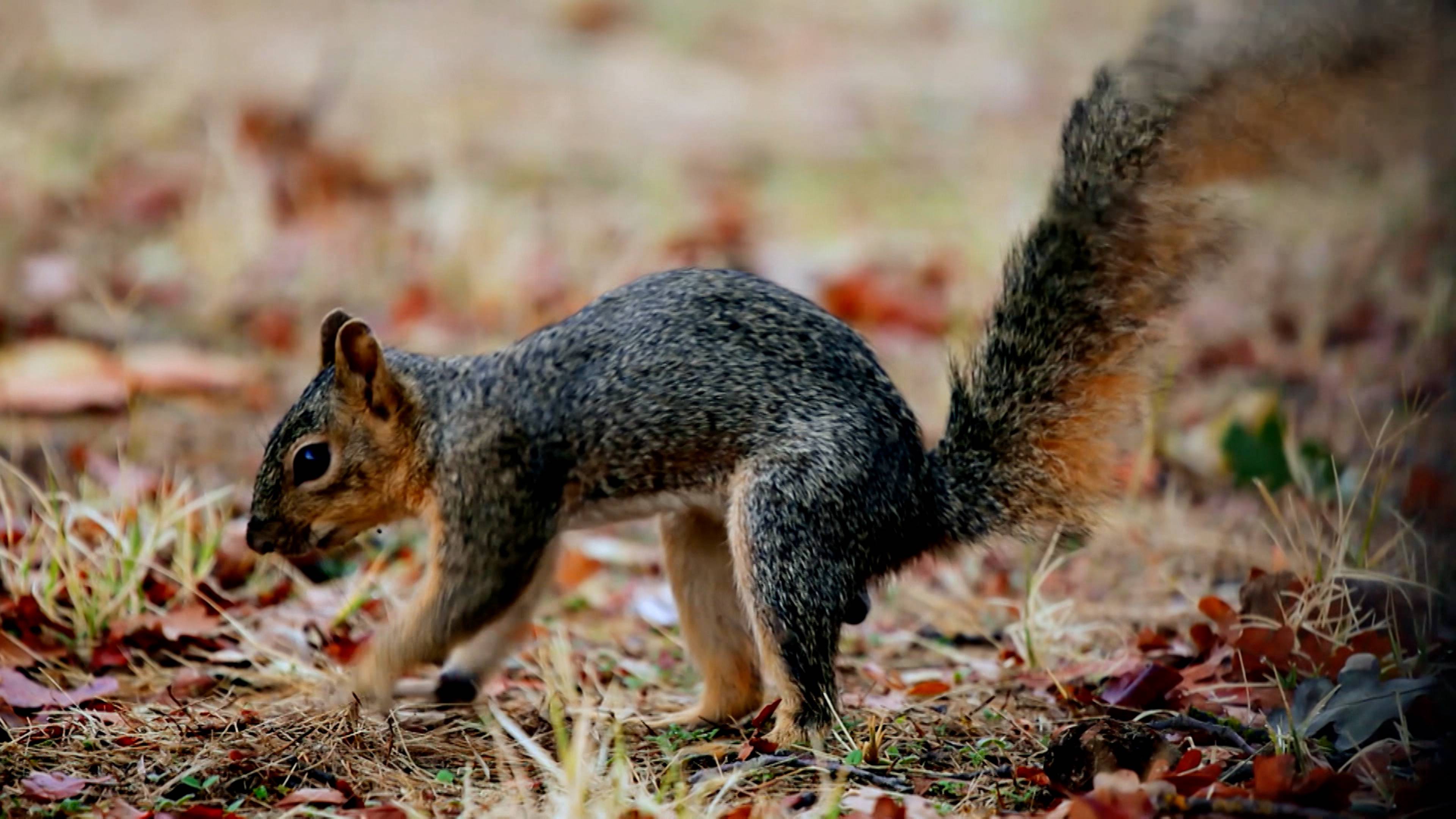 Space Bugs And Squirrel Mind Maps