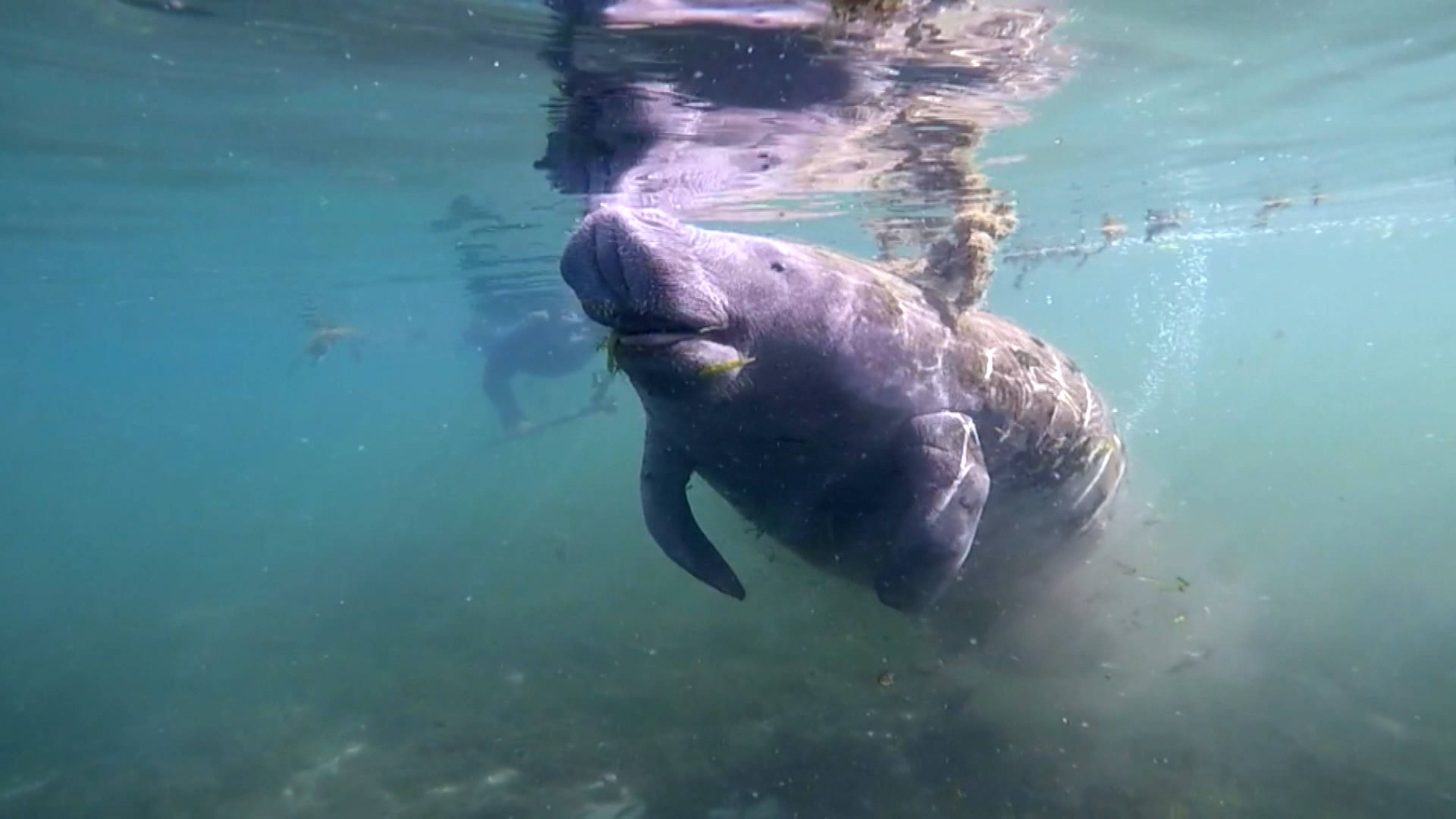 Cheesy Mice And Flatulent Manatees